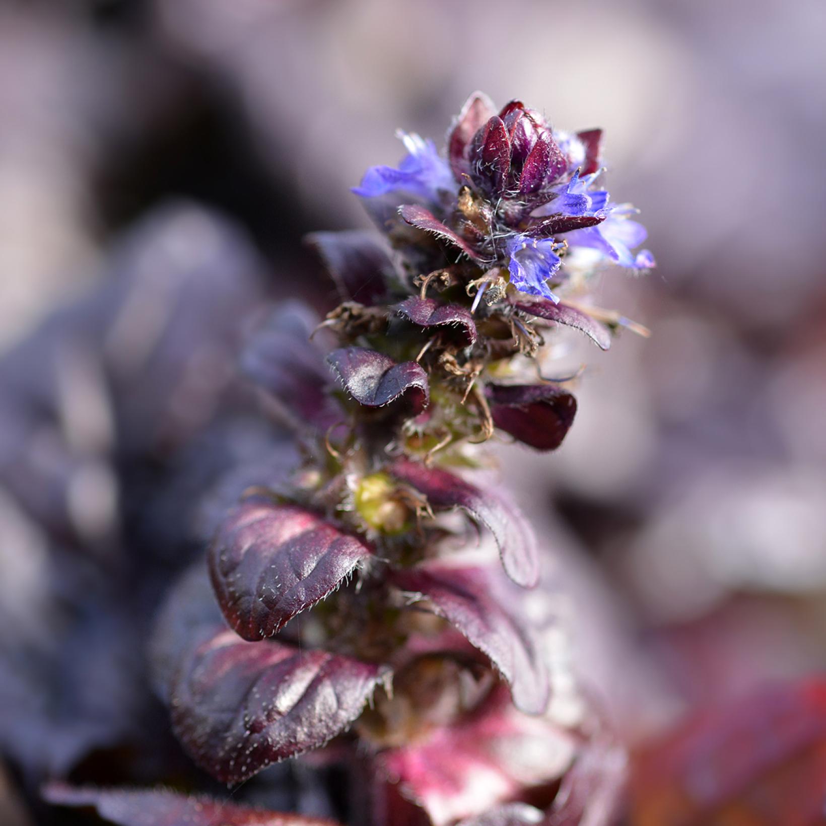 Ajuga reptans Braunherz – Bugle à feuillage acajou et fleurs bleu vif