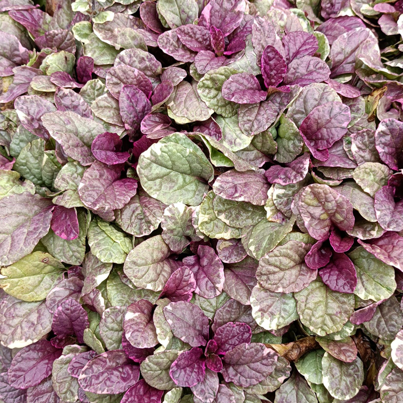 Ajuga reptans Burgundy Glow – Bugle rampante panachée