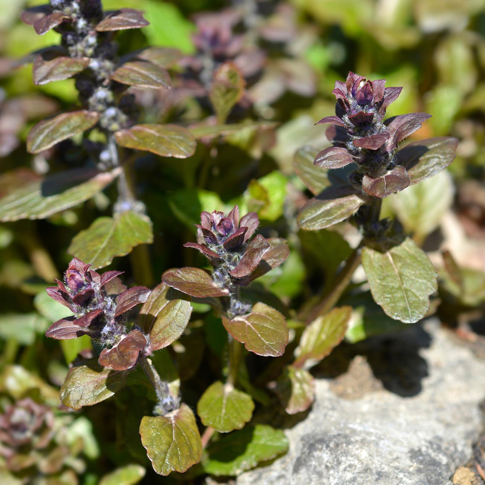Ajuga reptans Multicolor (Rainbow) - Bugle rampante, couvre-sol à ...