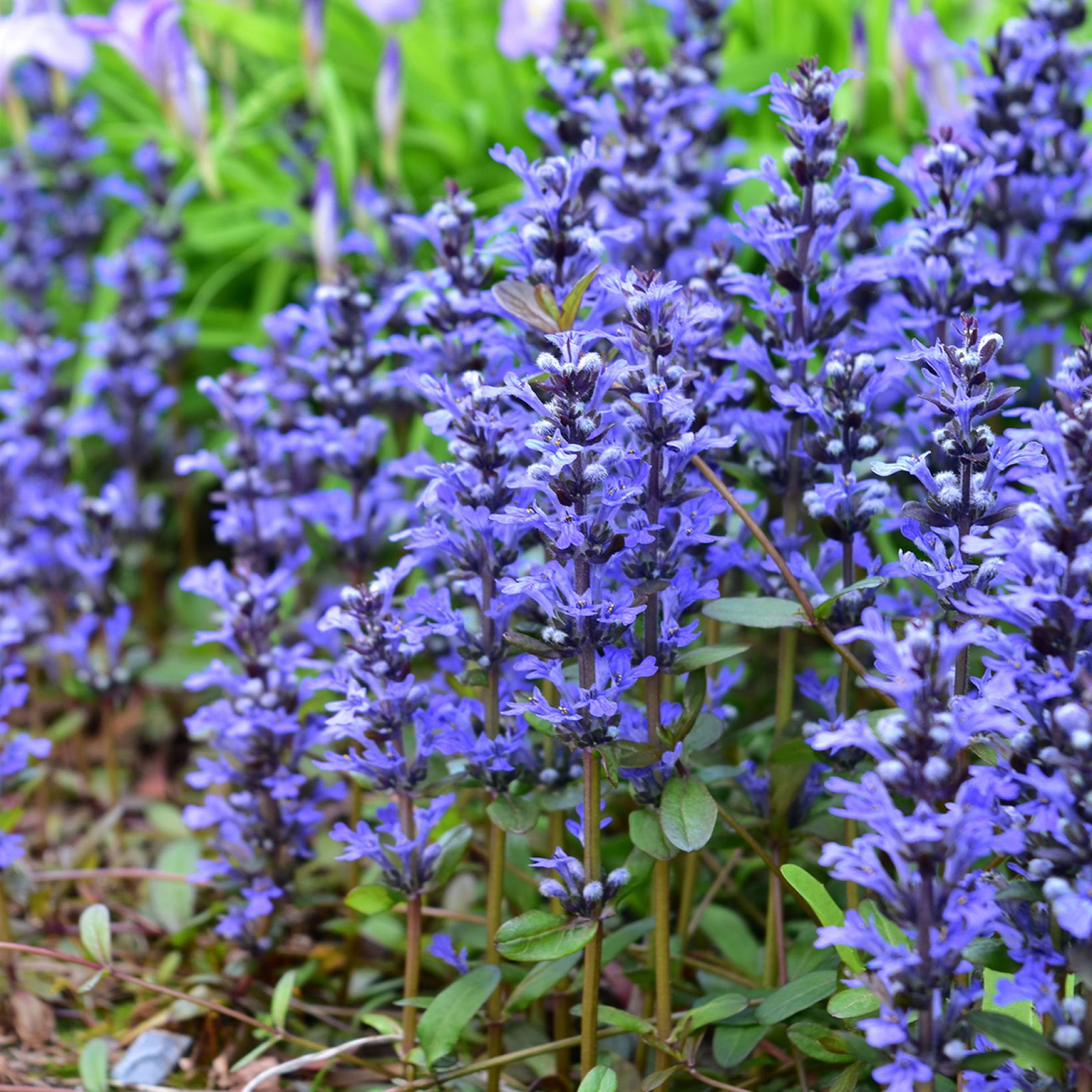 Ajuga reptans tenorii Chocolate Chip – Bugle rampante