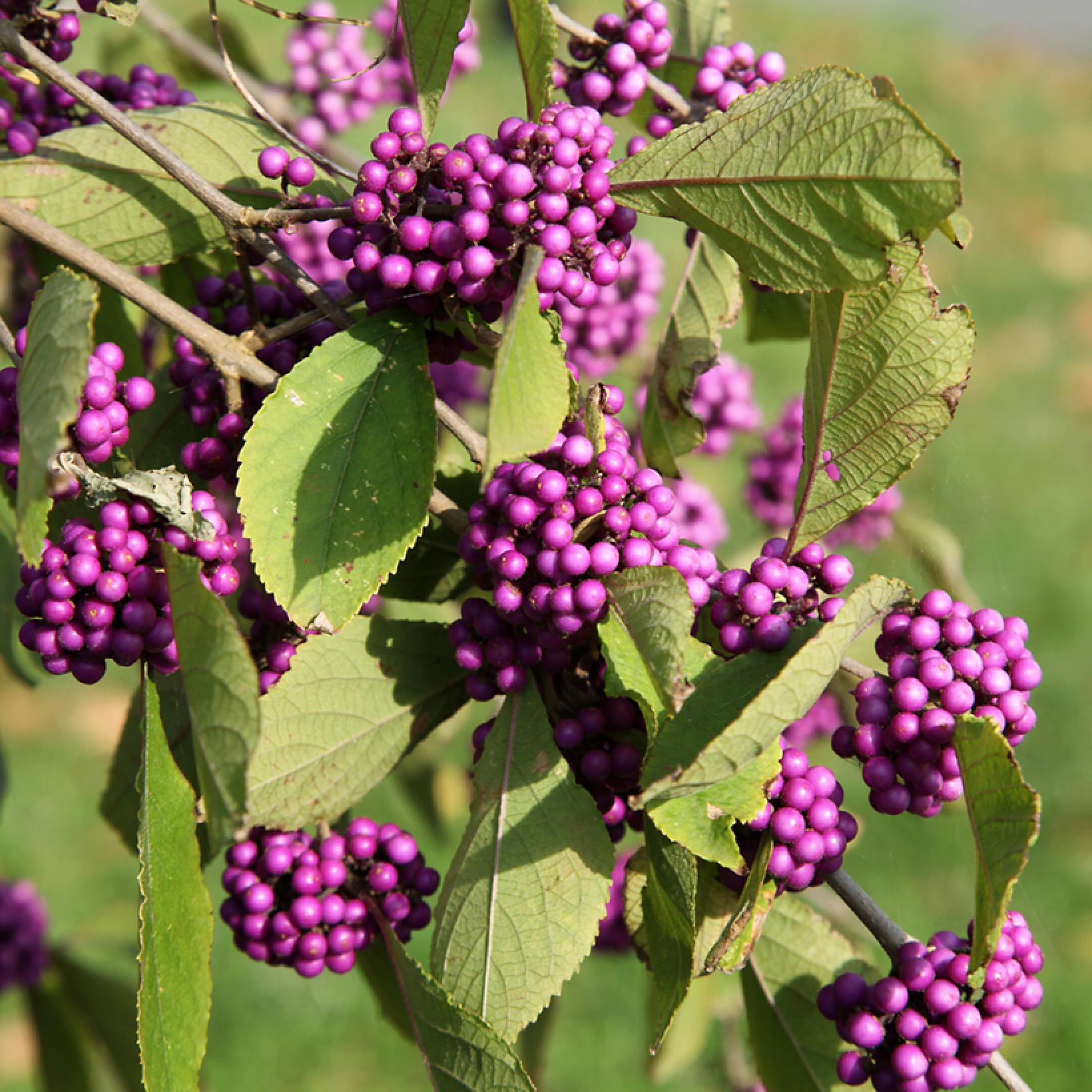 Callicarpa bodinieri Magical Deep Purple Kolmdepu - Arbustes aux baies ...