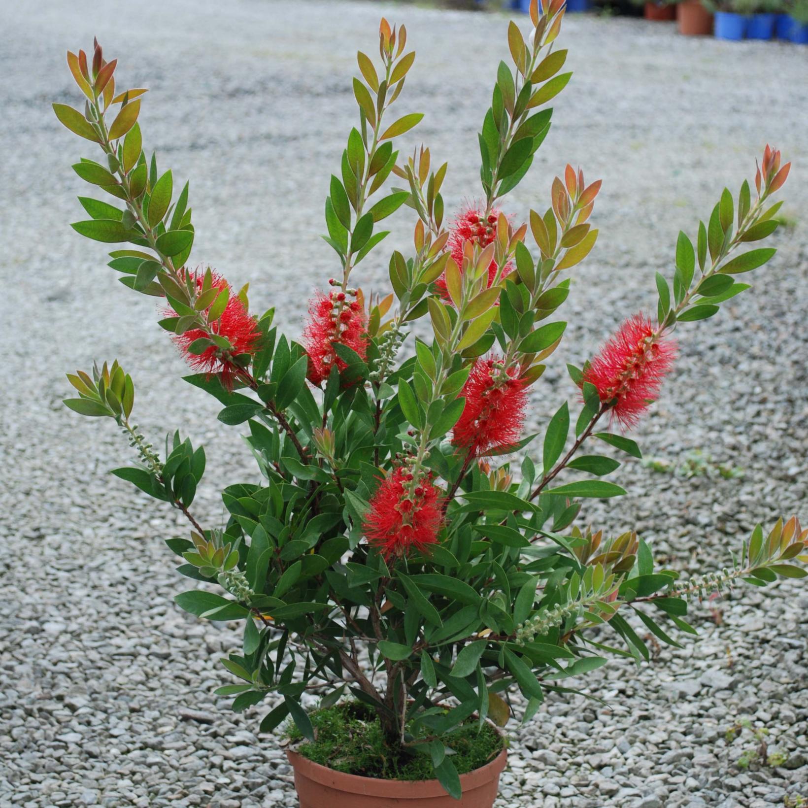 JNR Crystal Glow 33K - Mixed Berries main image 1