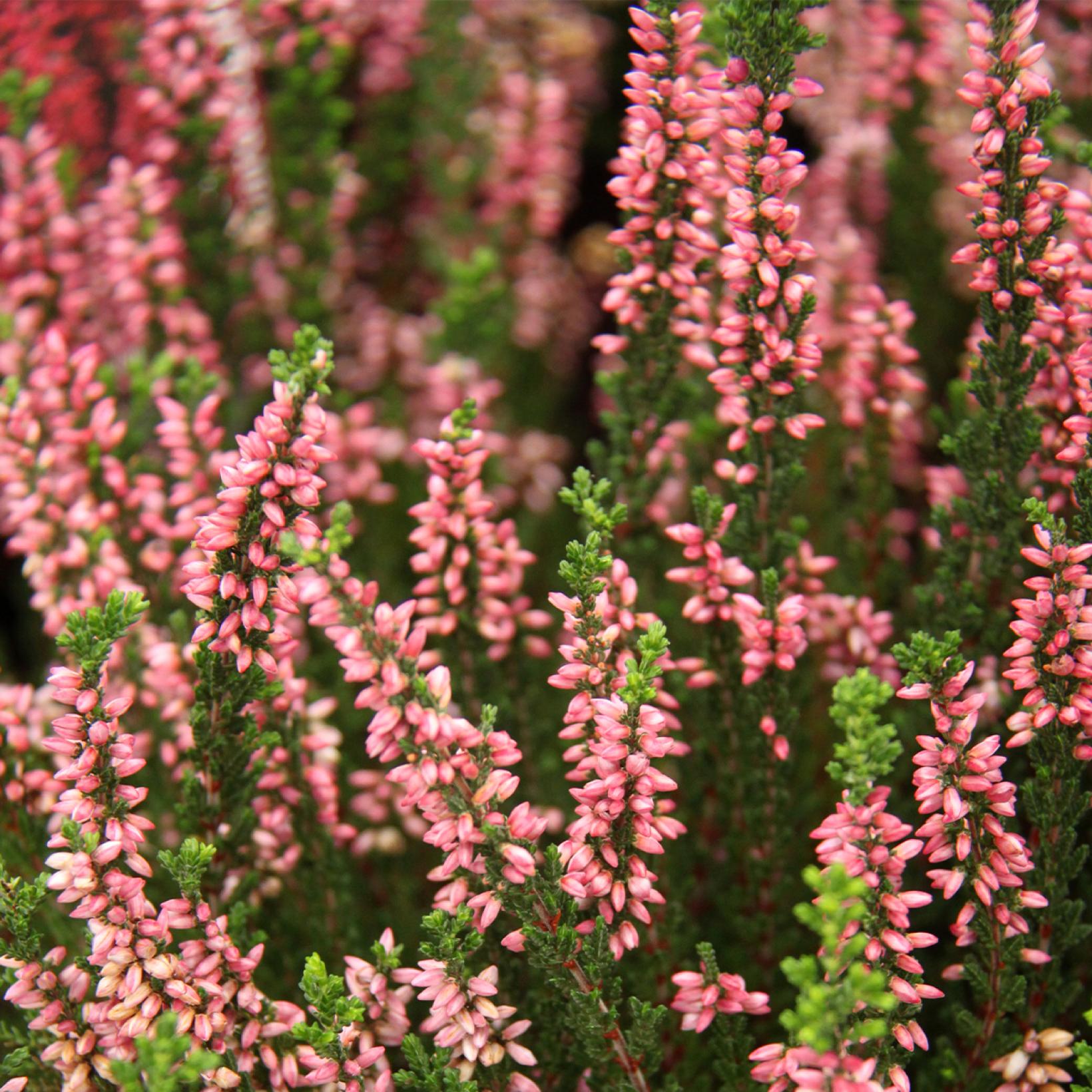 Calluna Reksa Calluna Vulgaris Gina – Calluna vulgaris ‘Gina’ – TLWK