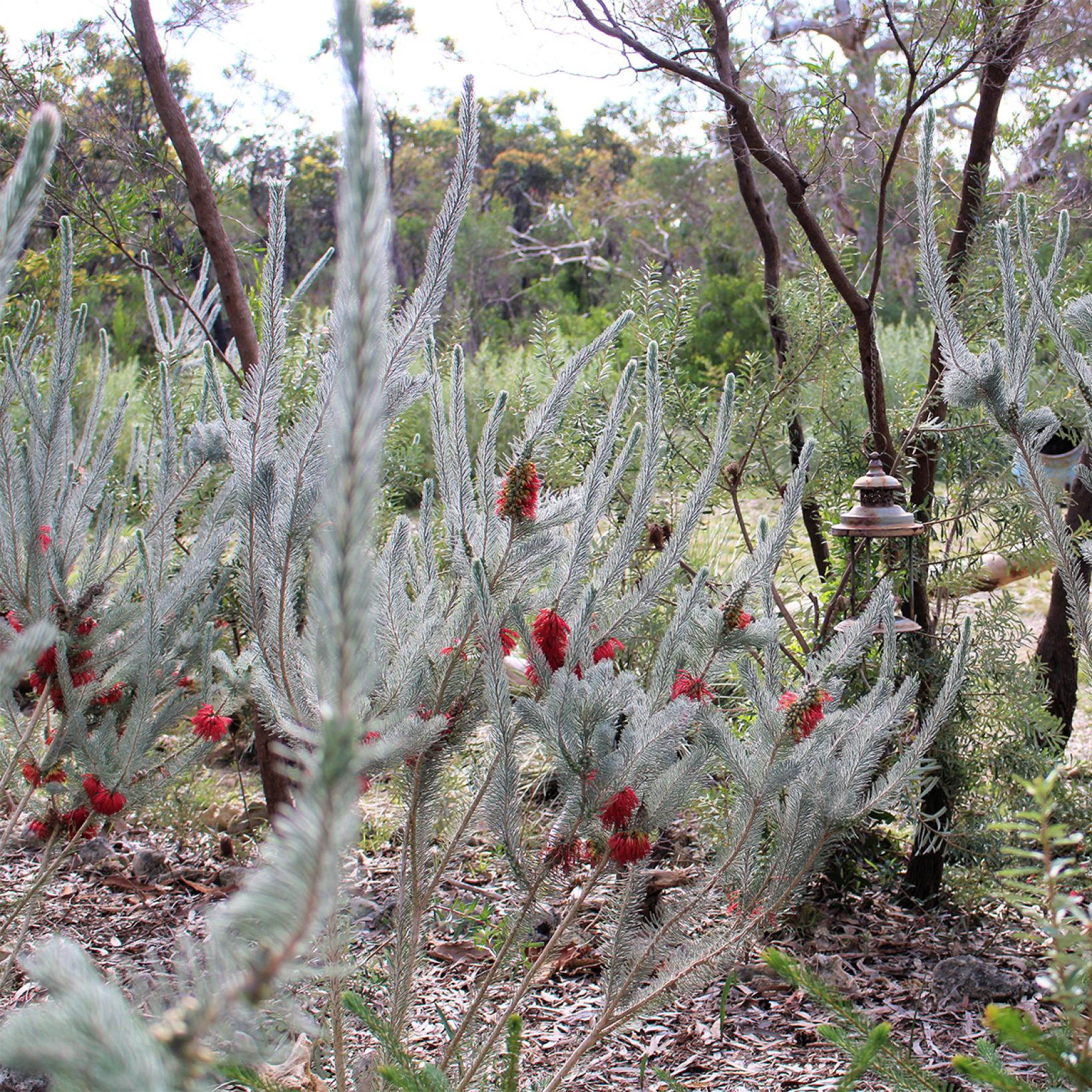 Callothamnus Tree Form Calothamnus quadrifidus Grey Form ou Grey Leaf - Arbuste persistant à ...