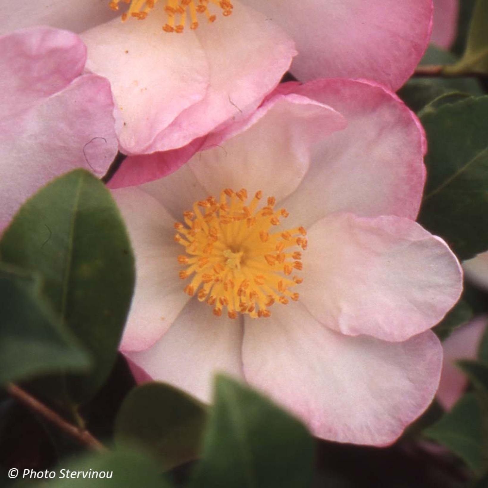Camellia sasanqua Versicolor Camélia d’automne à fleurs blancrosé — free download