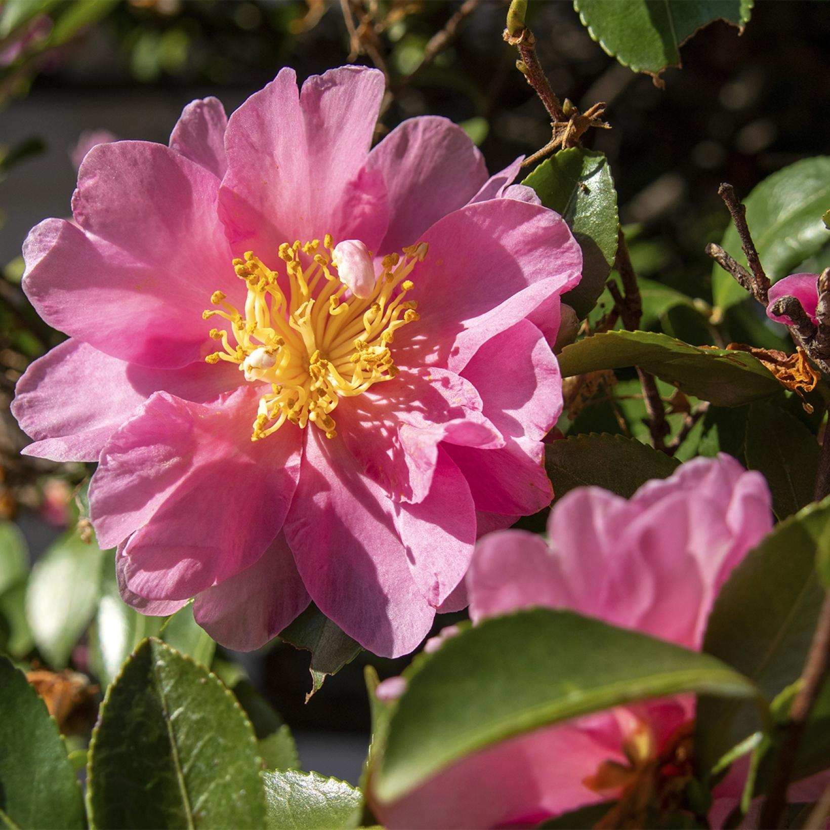 Camellia sasanqua Belinda un camélia d'automne à grandes fleurs roses — free download