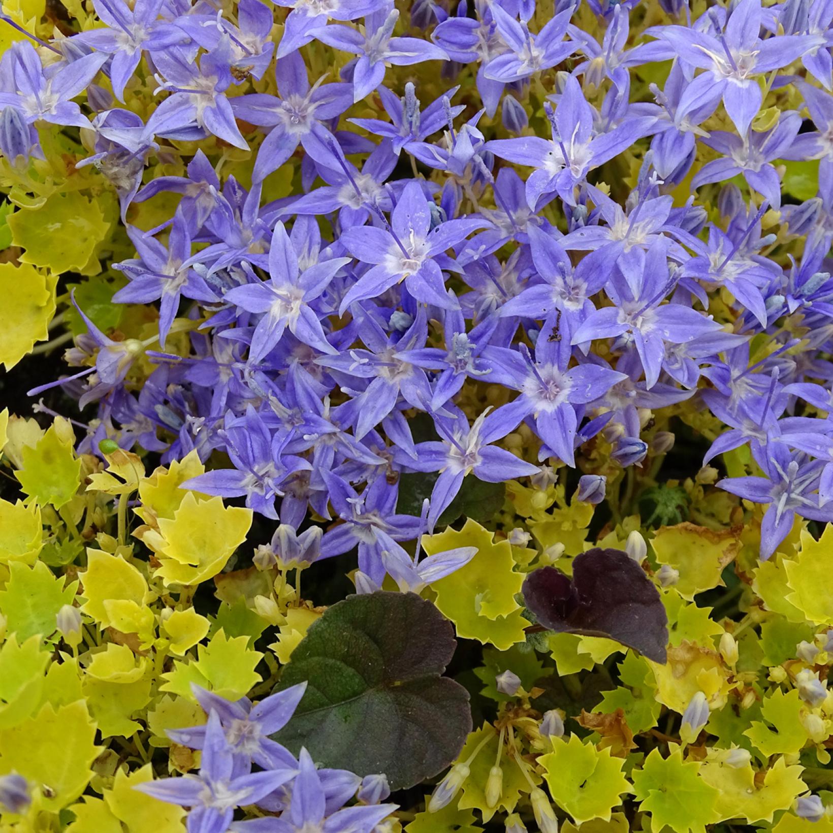Campanula garganica Dickson's Gold - Campanule bleue à feuillage doré