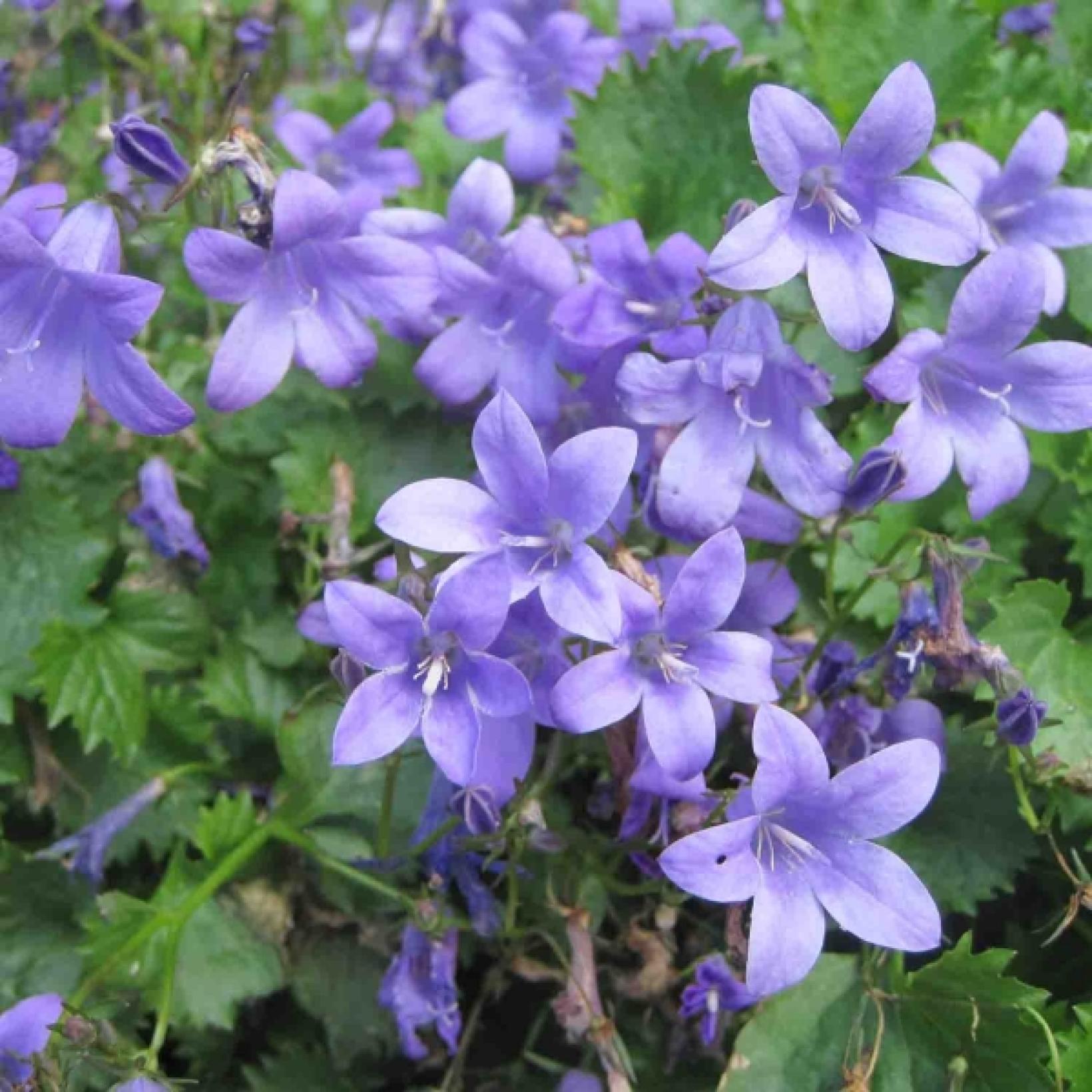 Campanule des murs Campanula portenschlagiana Vivace de rocaille à — free download