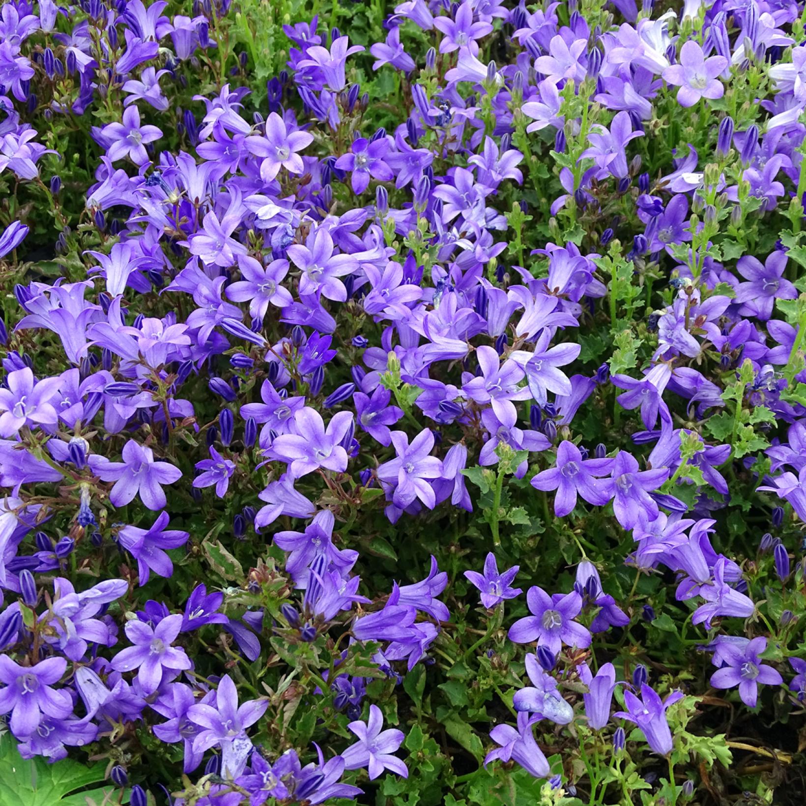 Campanule des murs Campanula portenschlagiana Vivace de rocaille à — free download