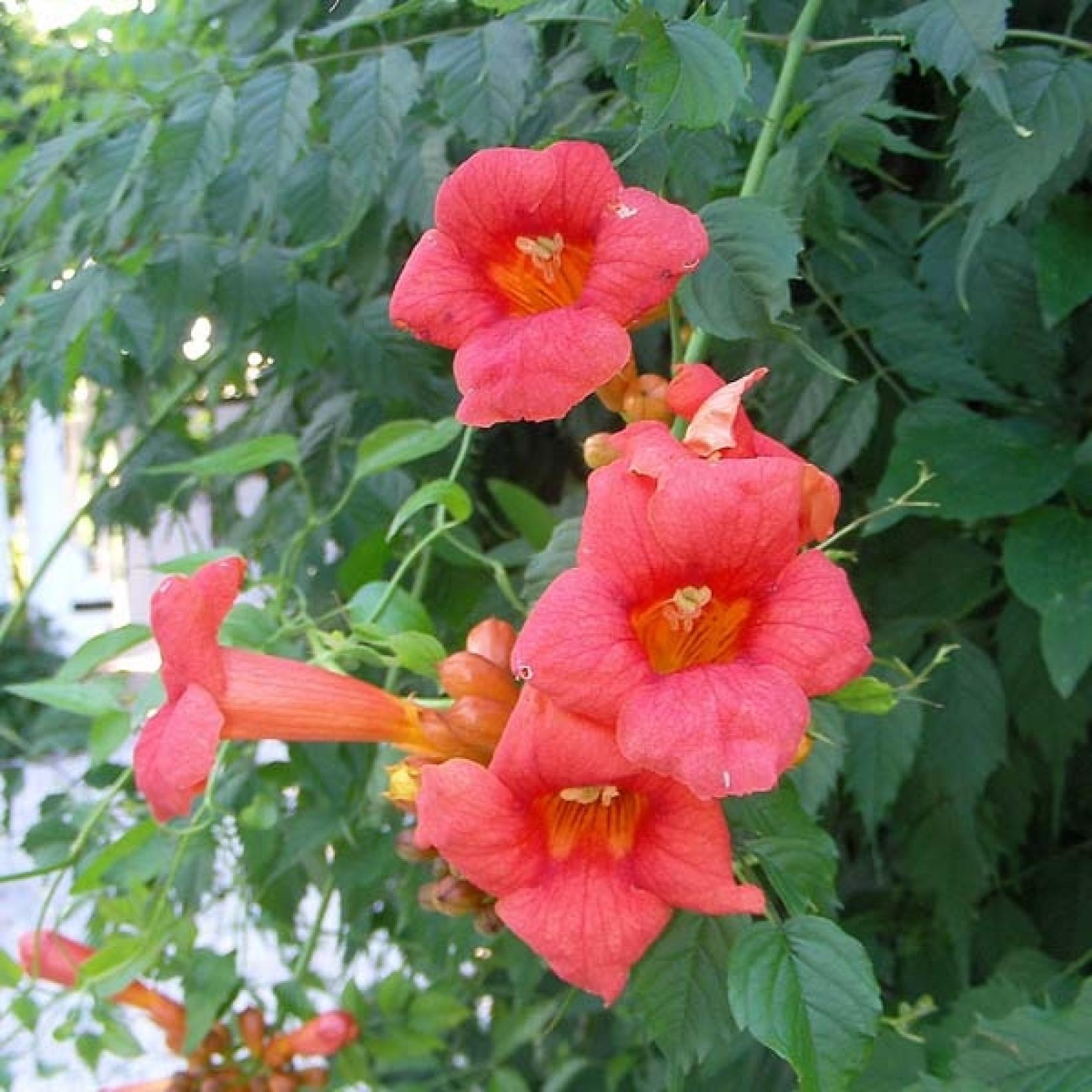 Bignone De Virginie Campsis Radicans Grimpante Aux Fleurs Orang es bignone-de-virginie-campsis-radicans-grimpante-aux-fleurs-orang-es