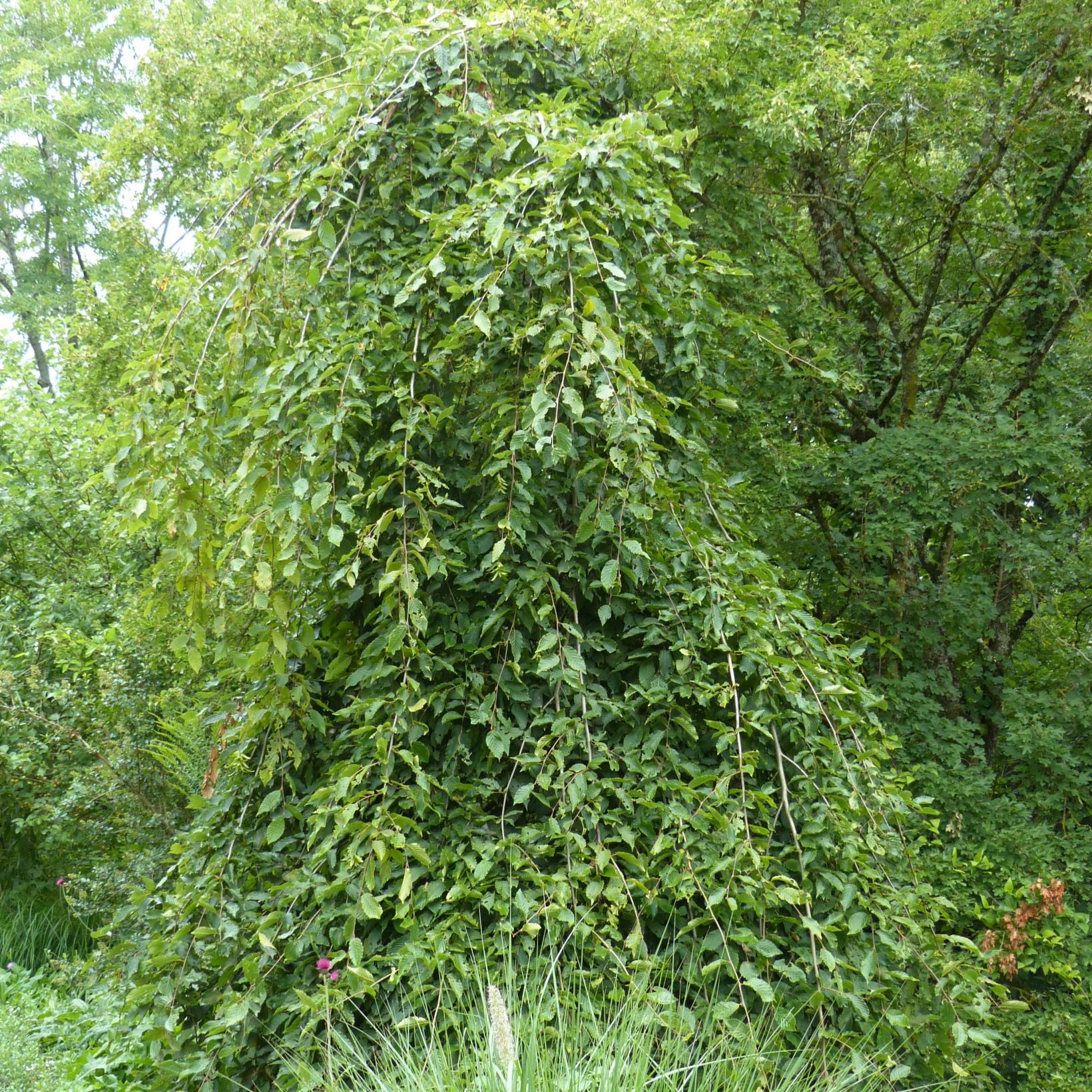 Charme Commun (Charmille) Carpinus Betulus 60 Cm Racines Nues - Haie Caduque, Feuillage Vert Doré Automne