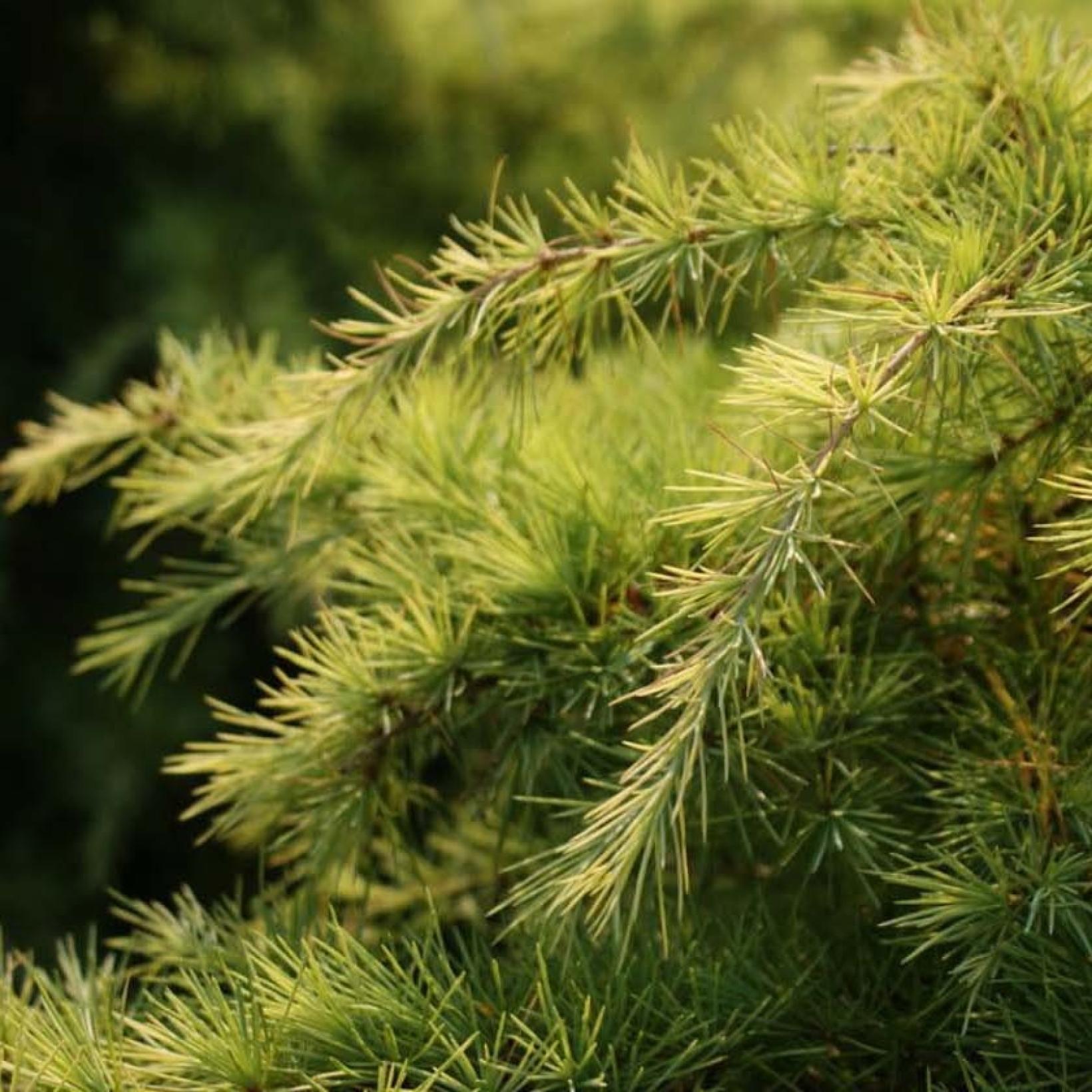 Cedrus deodara Aurea Cèdre de l'Himalaya doré, un conifère ornemental — free download