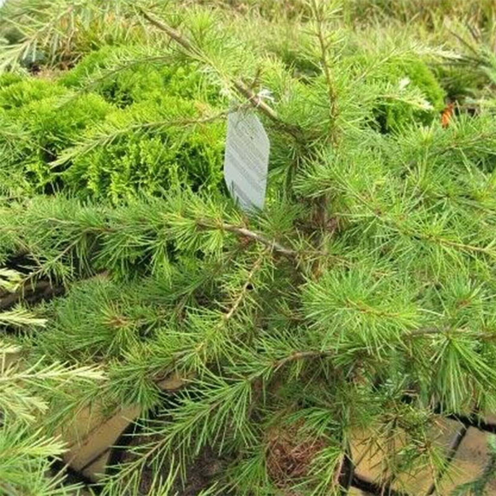 Cedrus deodara Golden Horizon Cèdre de l'Himalaya nain au feuillage doré — free download