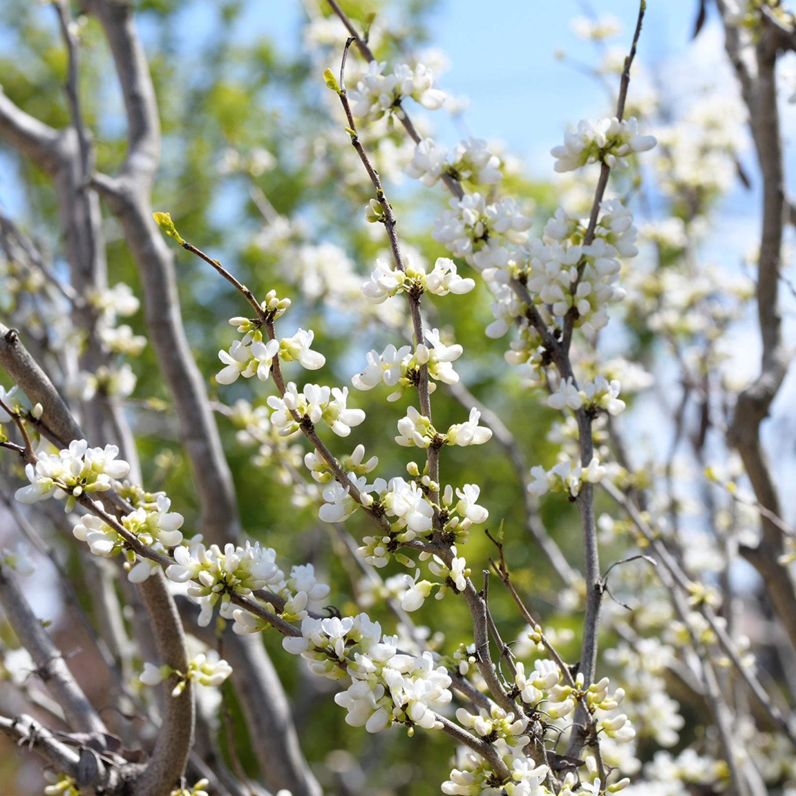 cercis-chinensis-shirobana-gainier-de-chine-aux-fleurs-blanches