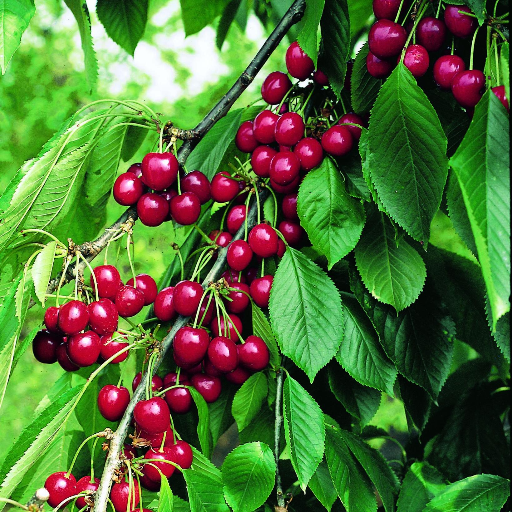 Cerisier Cerise Belle Magnifique Variété autofertile tardive — free download