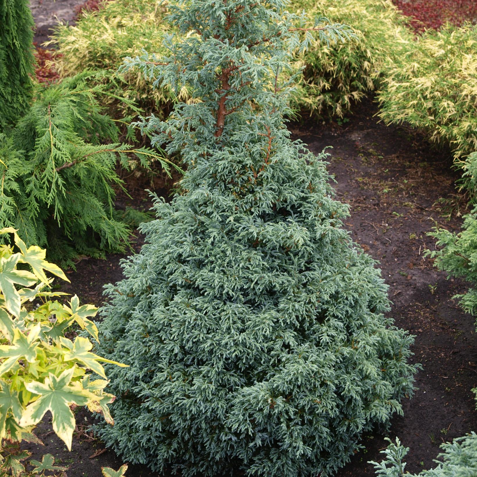 Chamaecyparis pisifera Baby Blue Cyprès Sawara Conifère nain bleu — free download