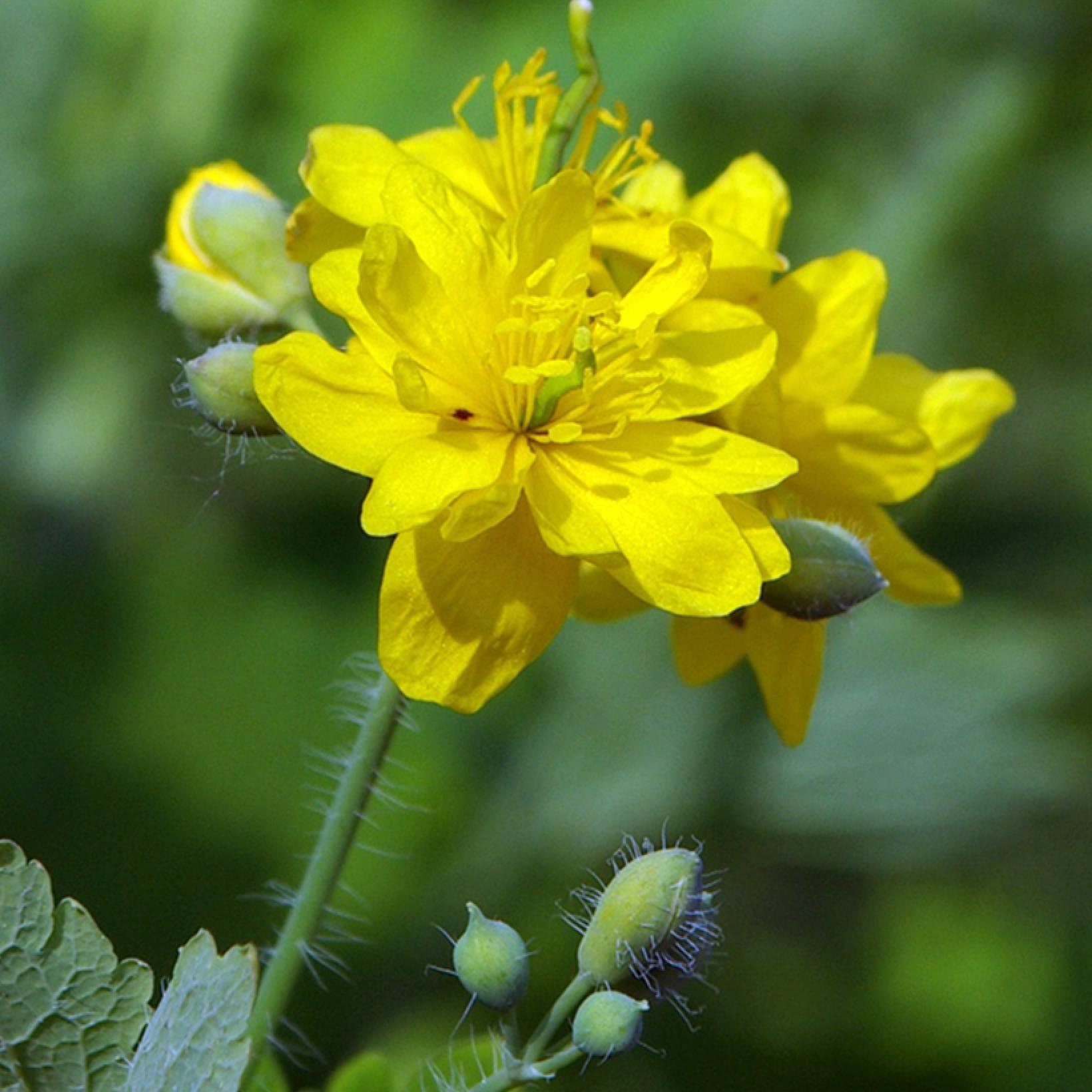 Chelidonium majus Flore Pleno Chelidoine Herbe aux verrues à fleurs — free download