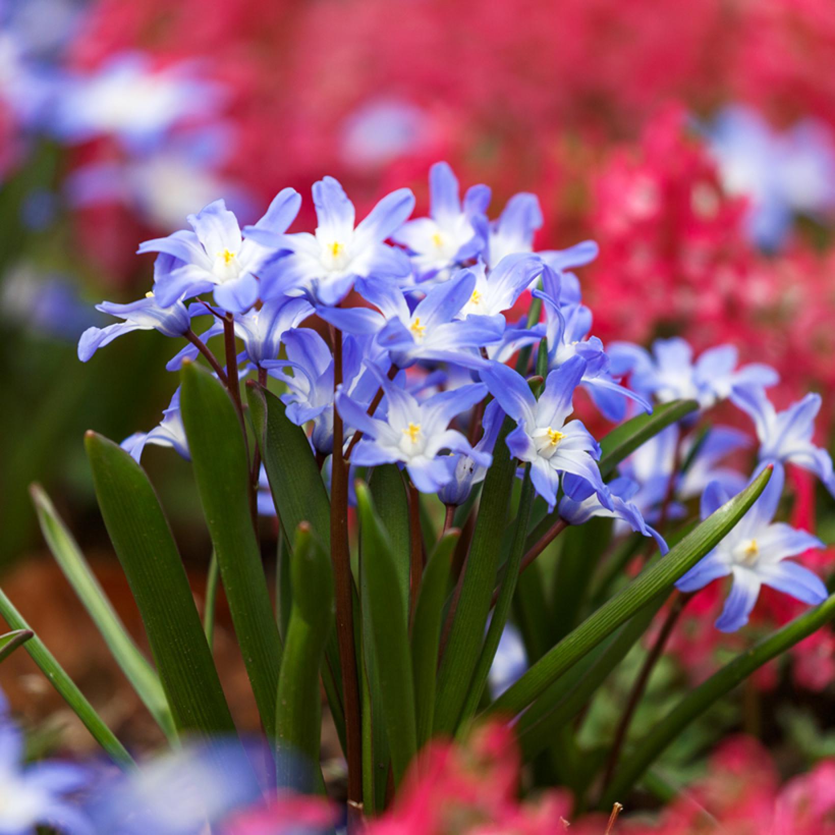Chionodoxa Blue Giant – Chionodoxa forbesii ‘Blue Giant’ (Glory of the ...