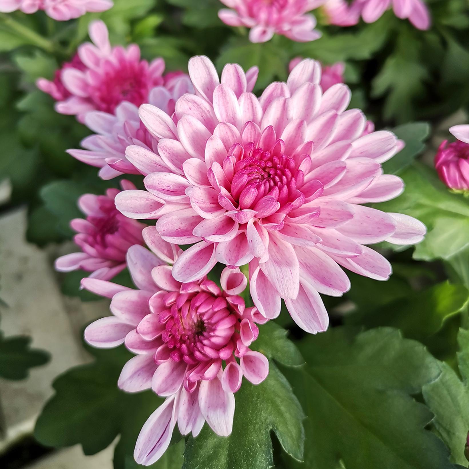 Papier Peint Photo 3D Chrysanthème Rose – Effet Plancher Peinture, Floral, Fabrication Allemande