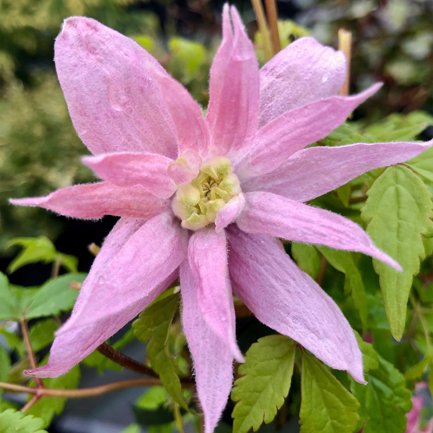 Clématite Markham's Pink Clematis macropetala à clochettes roses