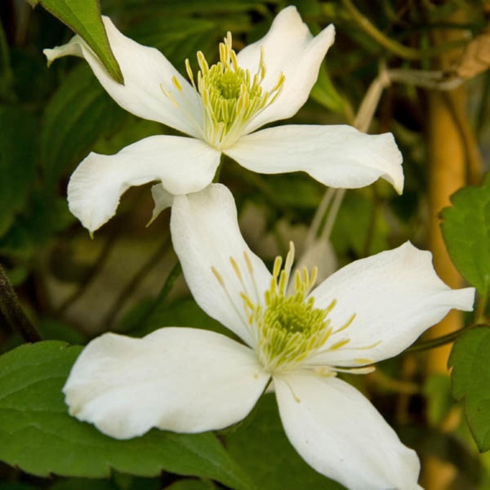 Clématite Wilsonii - Clematis montana à petites fleurs parfumées