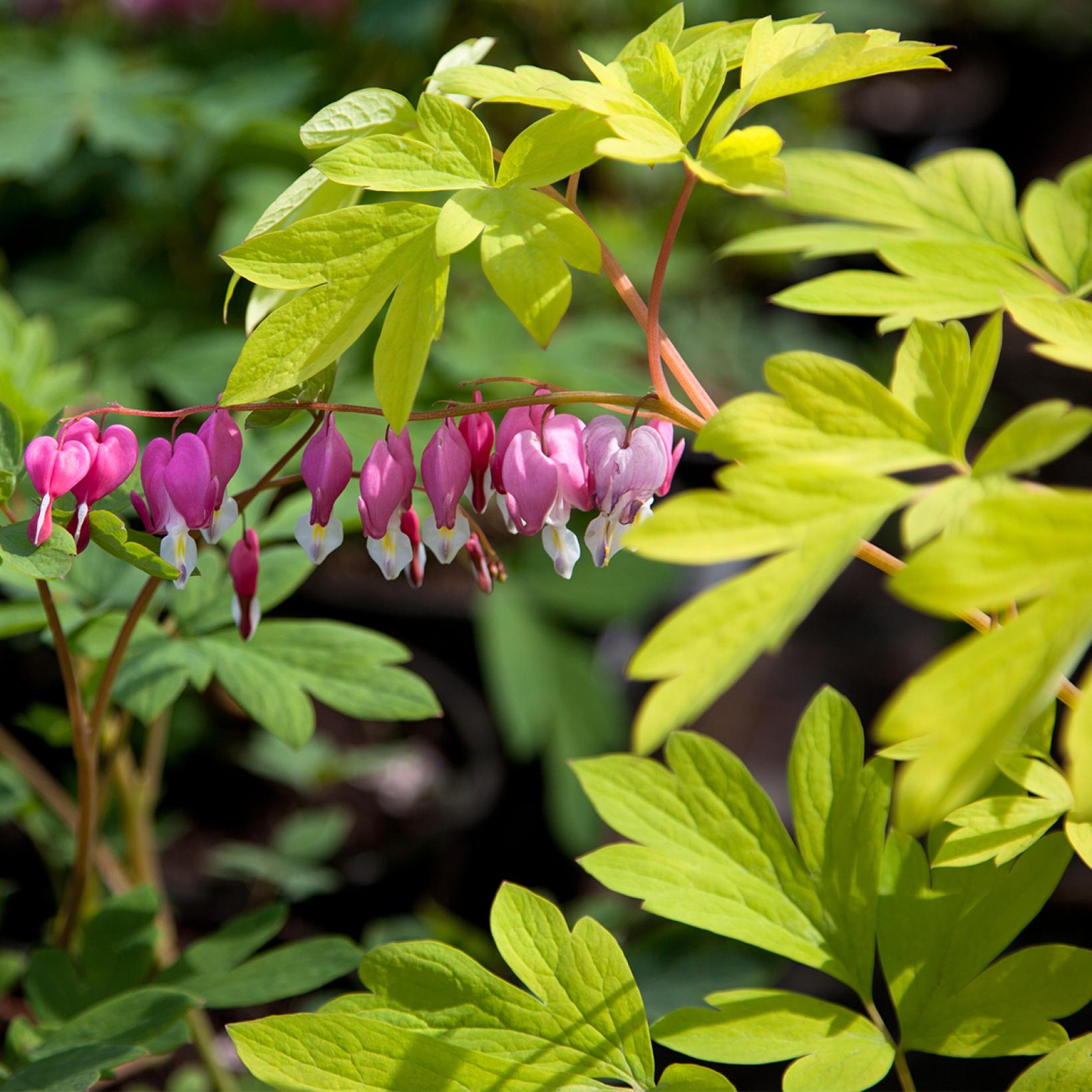 Dicentra spectabilis Yellow Leaf Cœur de Marie à feuillage doré