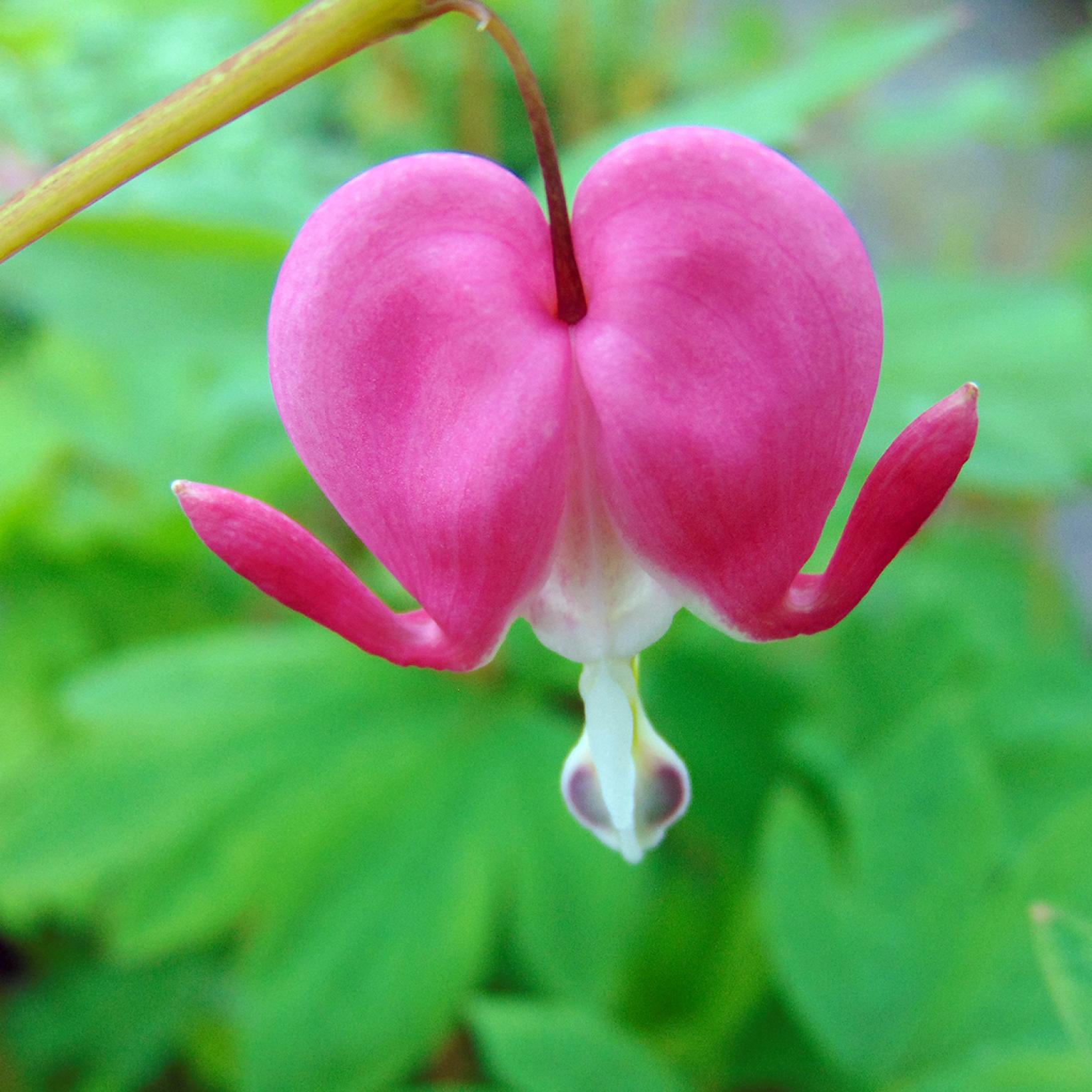 Dicentra spectabilis Cœur de Marie D'adorables fleurs en forme de cœur — free download