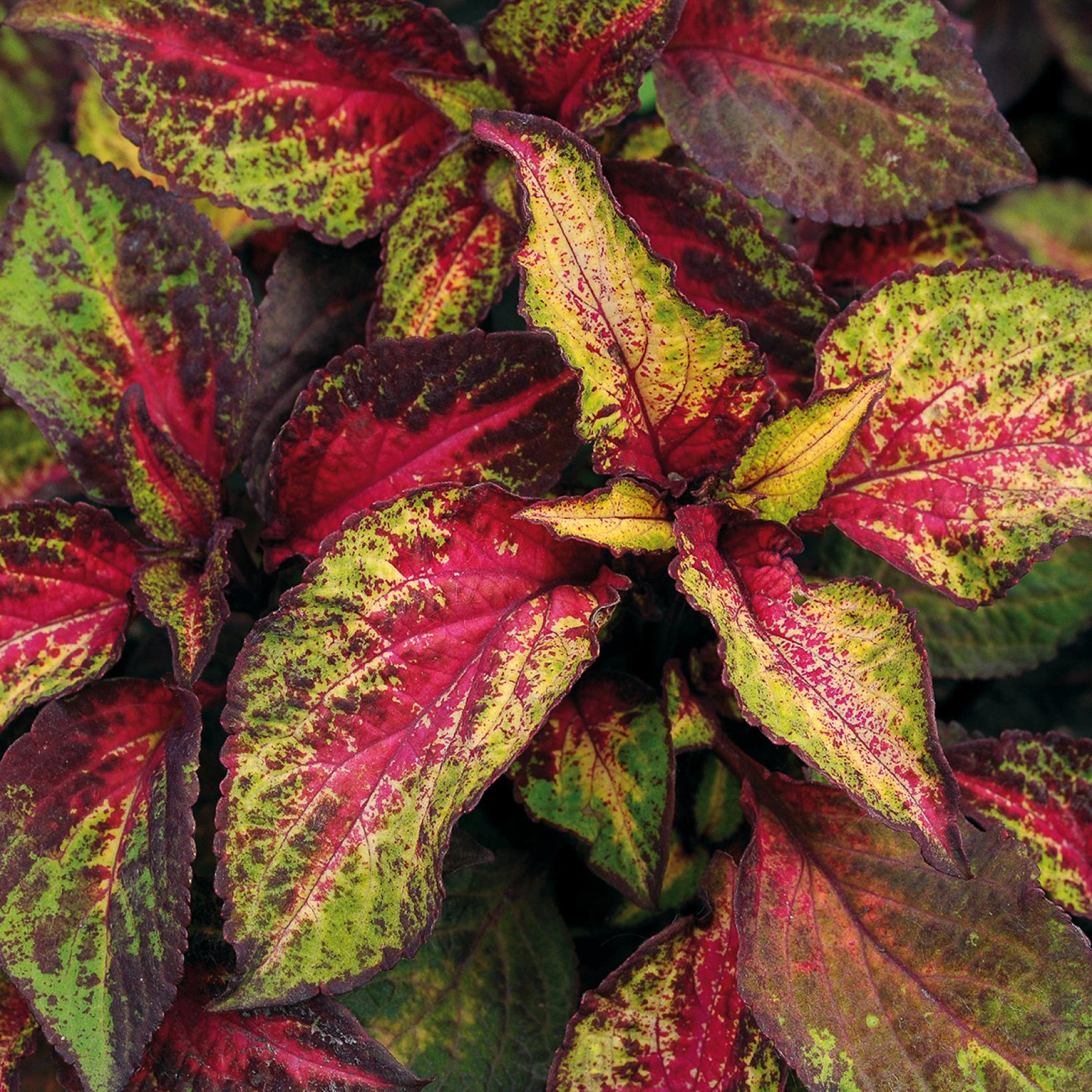 Coleus Premium Sun Rose to Lime Magic Annuelle au feuillage changeant