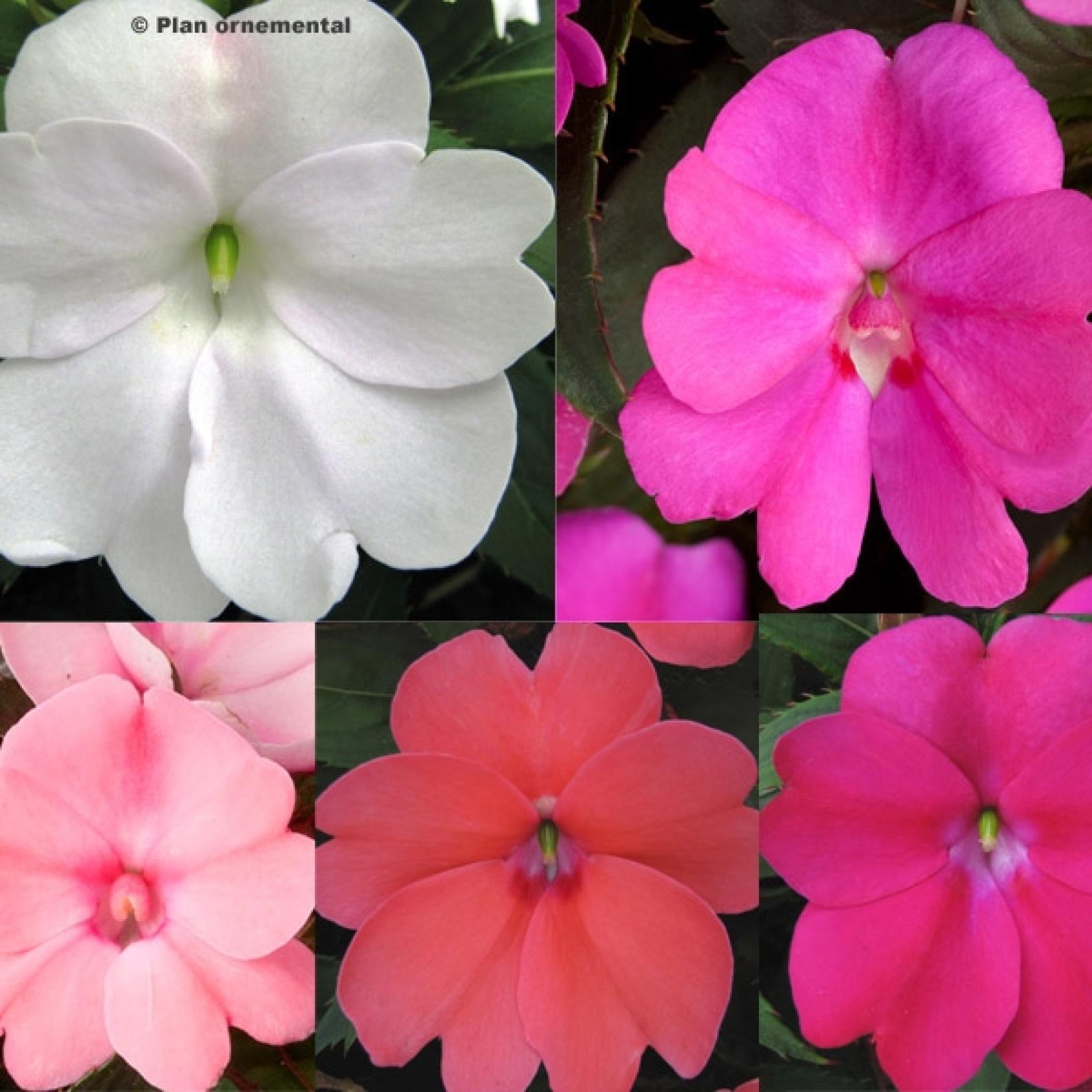 Collection de 5 Impatiens sunpatiens compact, en 5 variétés assorties.