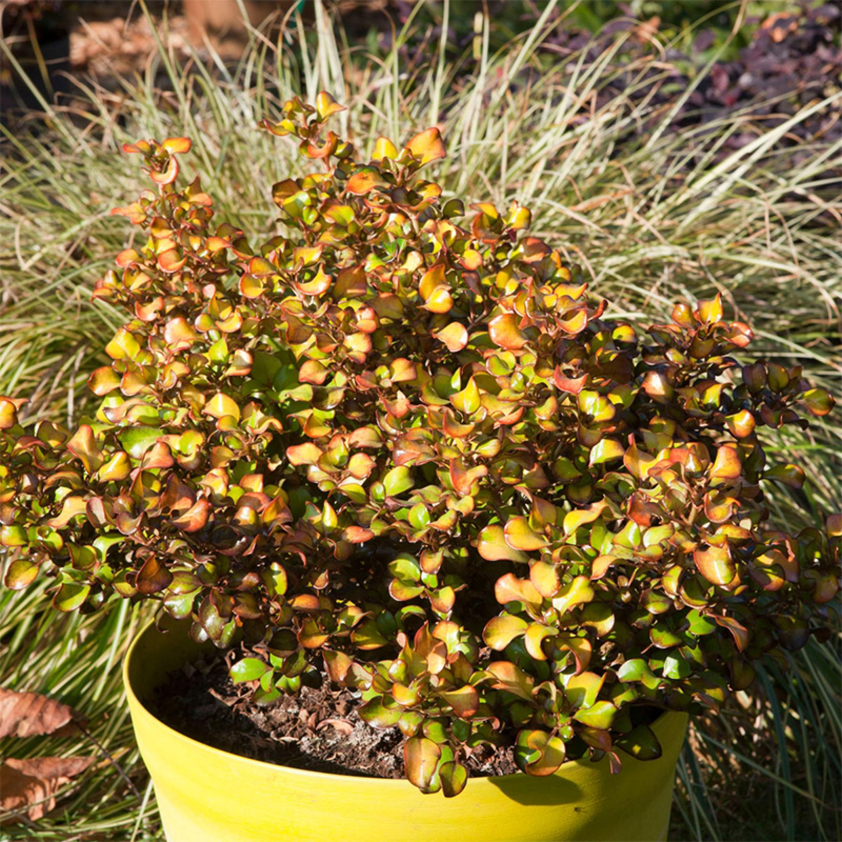 Coprosma Pina colada Plante miroir Arbuste persistant au feuillage