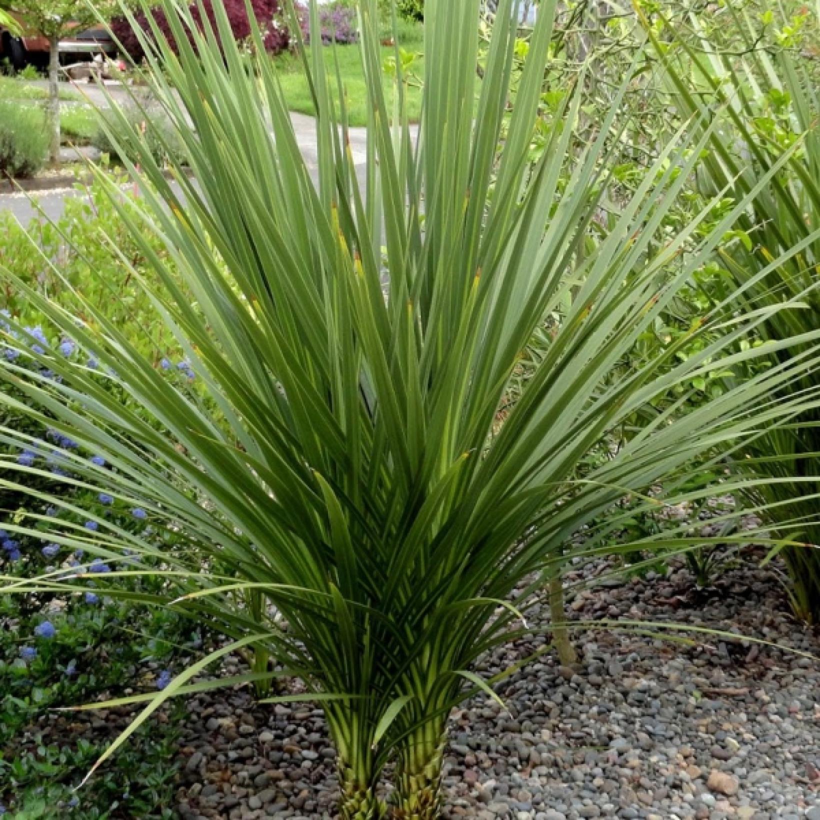 Cordyline Indivisa Berwintern