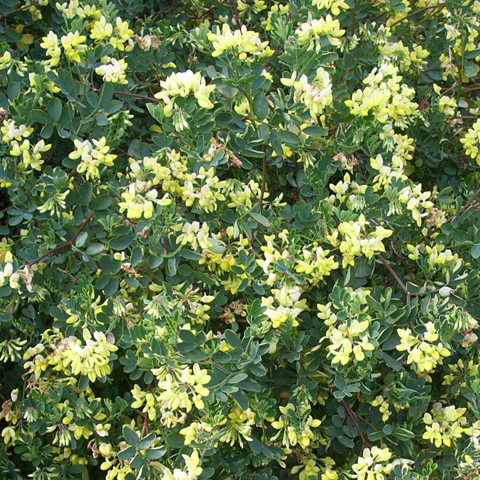 Coronille glauque Coronilla valentina subsp. glauca Citrina Jaune pâle — free download