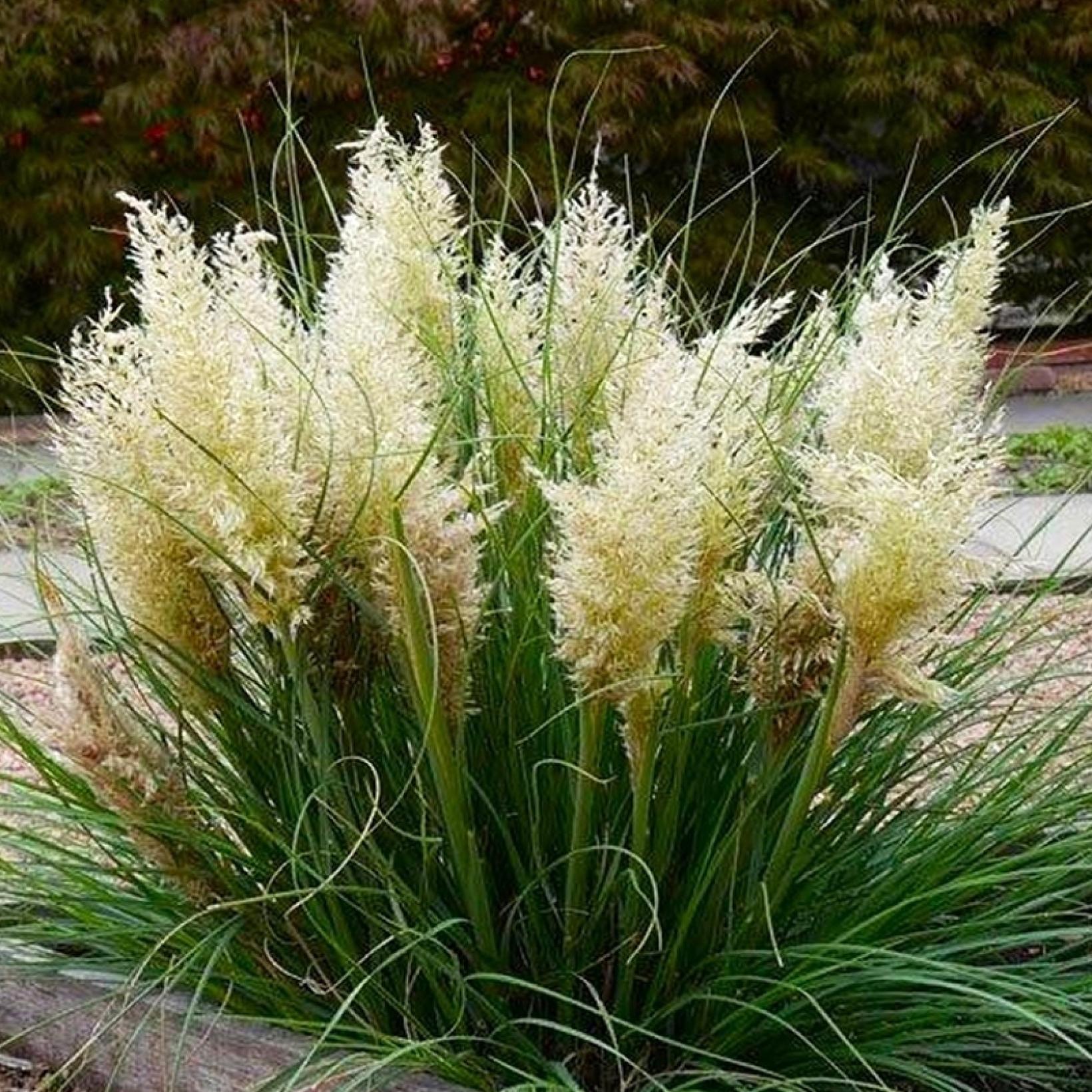 Herbe de la Pampa Cortaderia selloana Tiny Pampa Variété naine très — free download