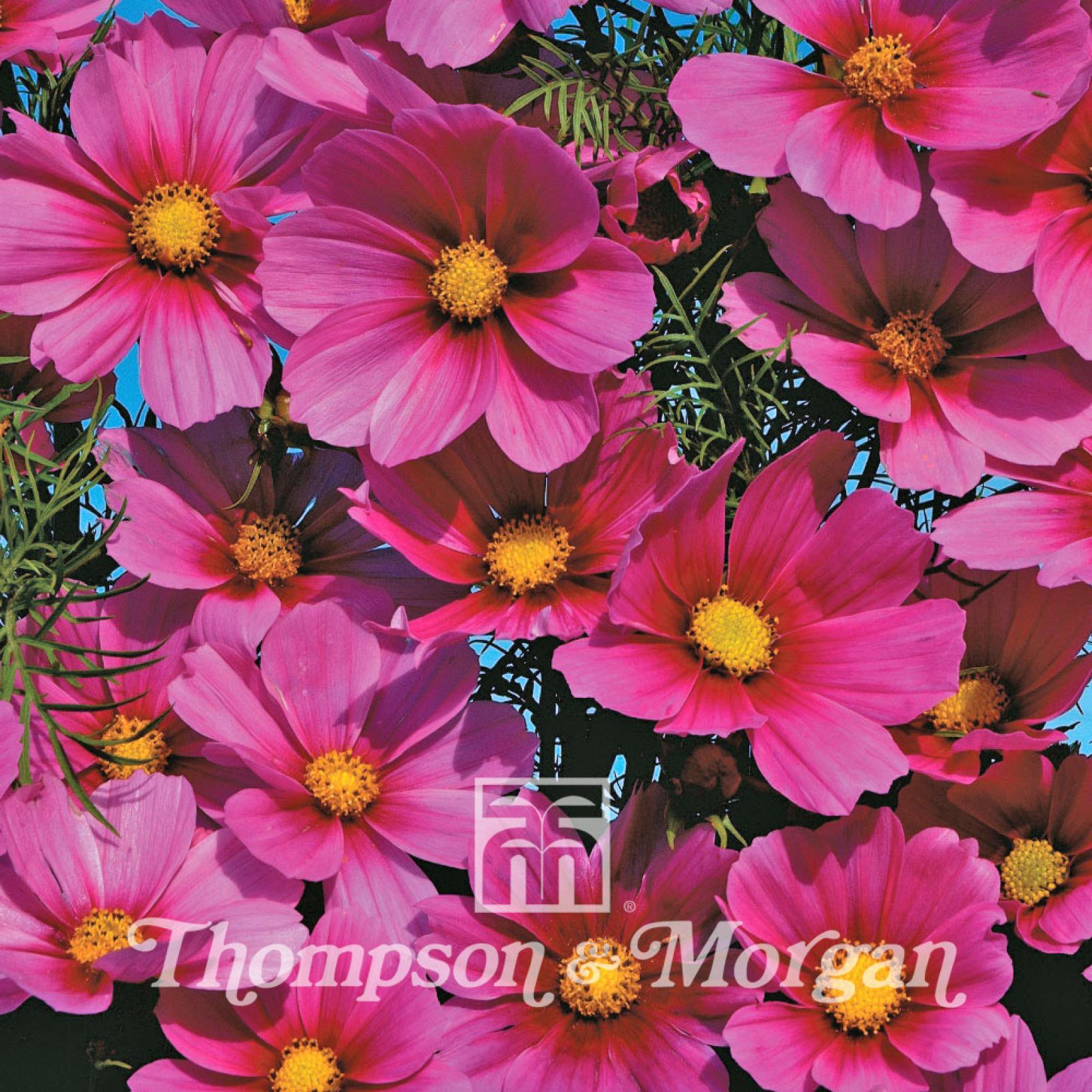 Cosmea (Cosmos bipinnatus) graines