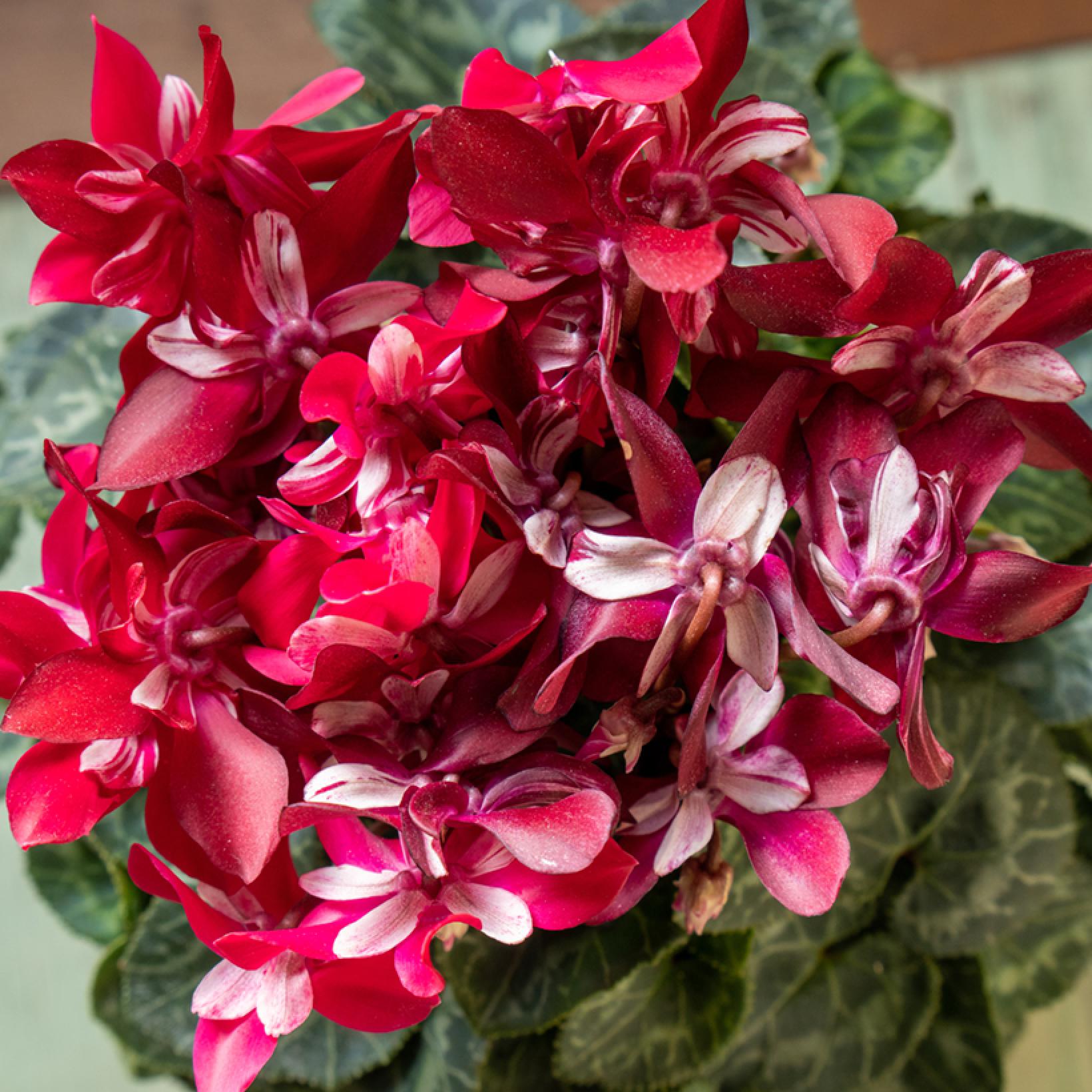 Mini Cyclamen Djix Red Wine Fleurs renversées bicolores rouge foncé