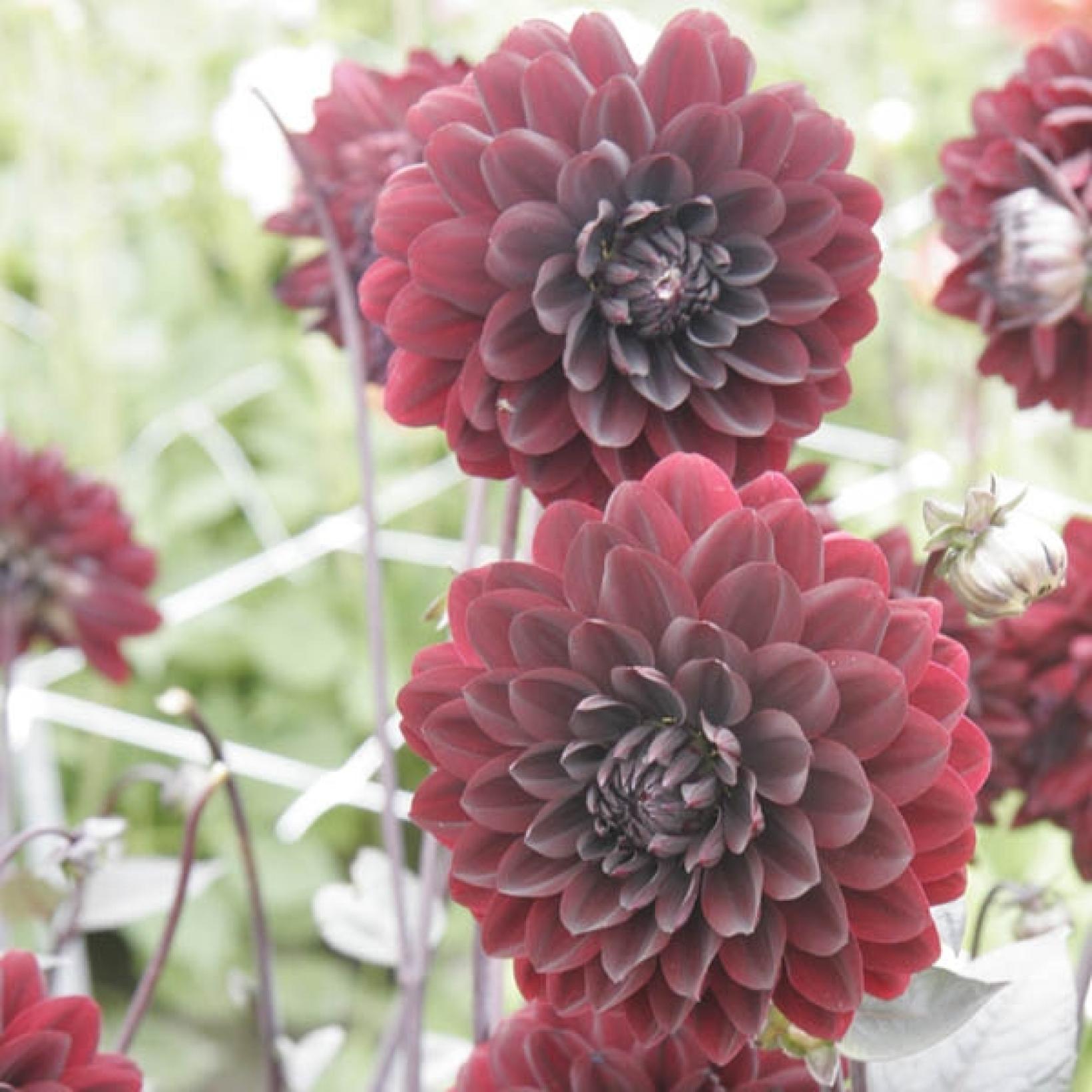 Dahlia Karma Choc