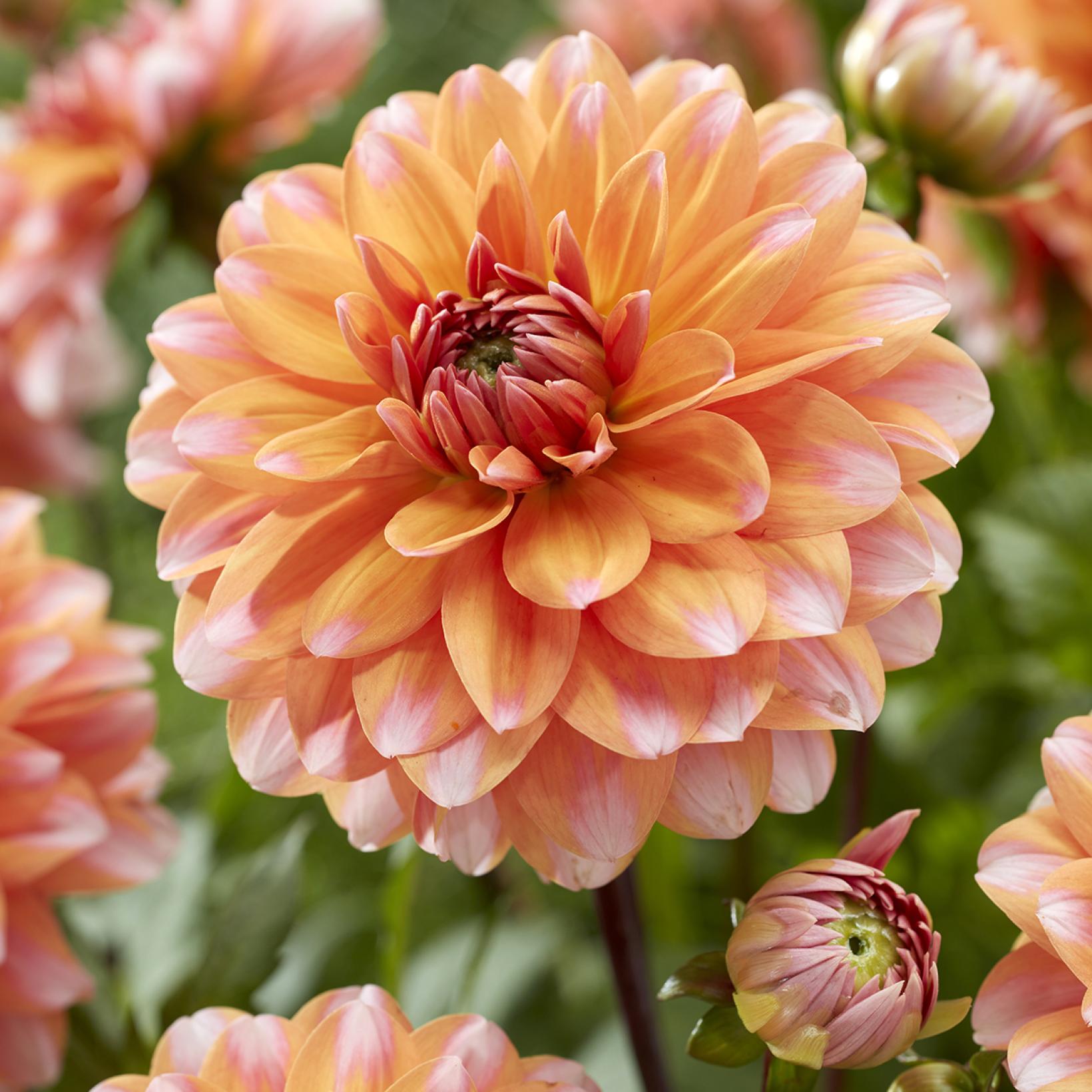 Dahlia décoratif Peaches and Vanilla Variété naine aux fleurs orange