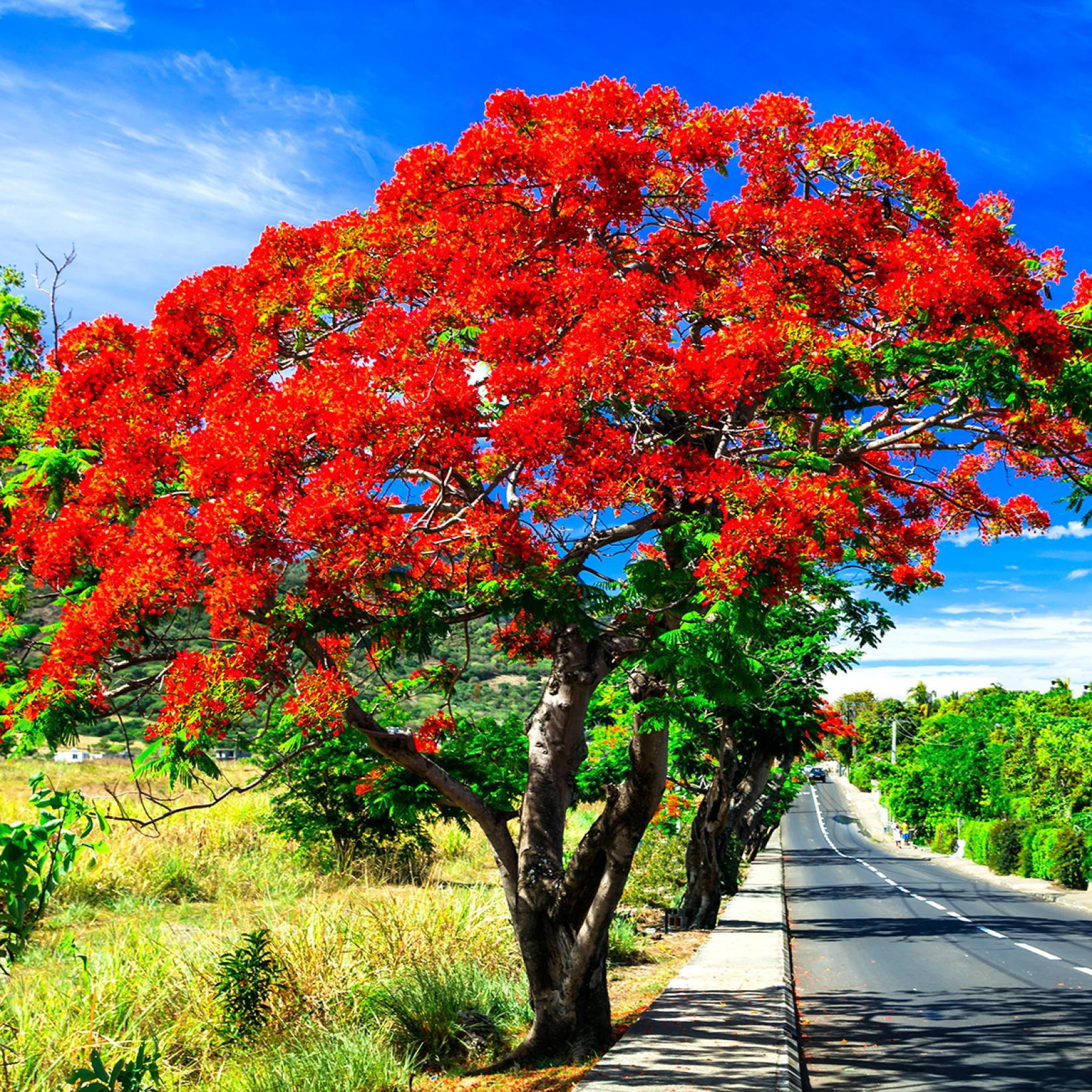 Flamboyant Delonix regia Arbre tropical à floraison écarlate — free download