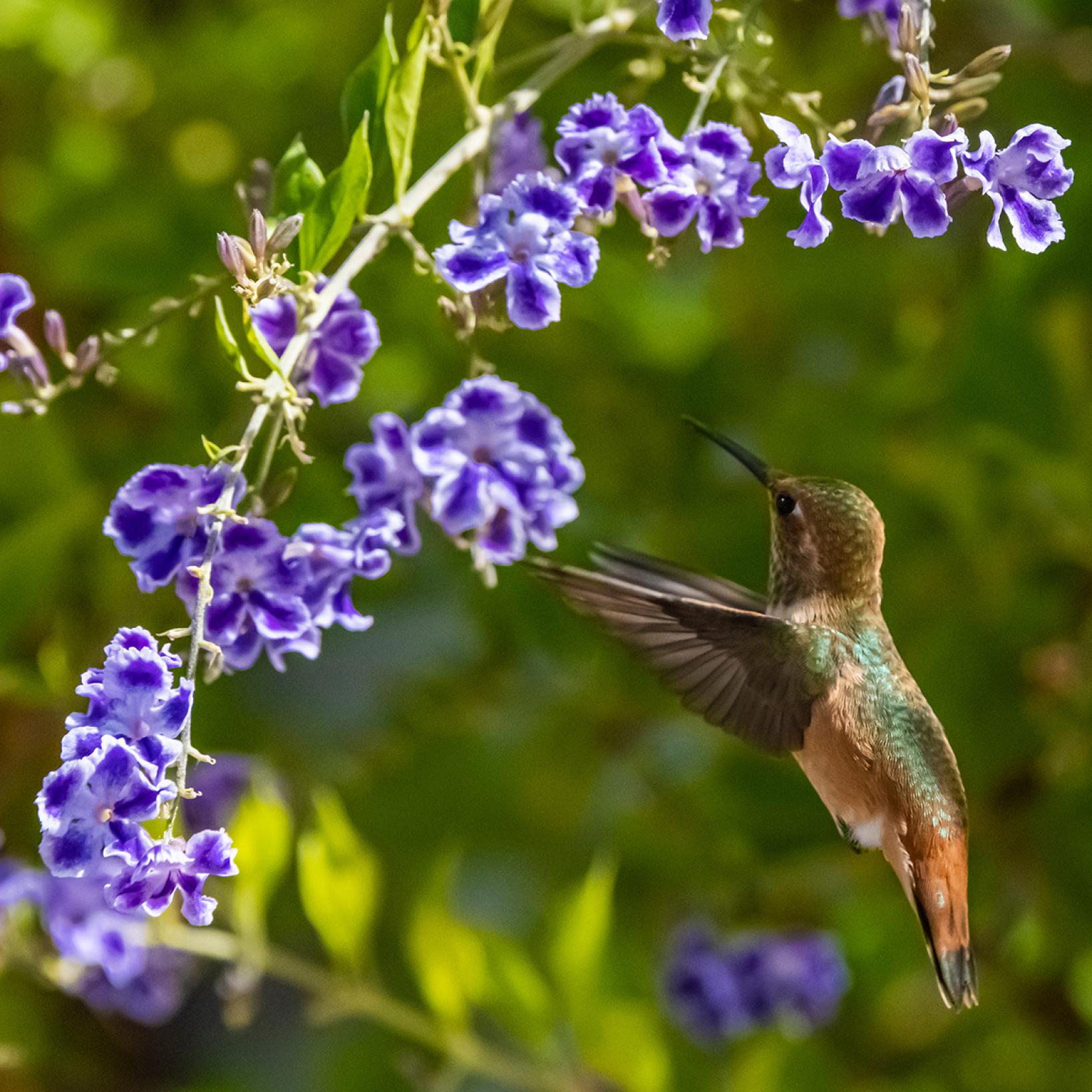 Vanillier de Cayenne - Duranta repens ou erecta - Arbuste de climat ...