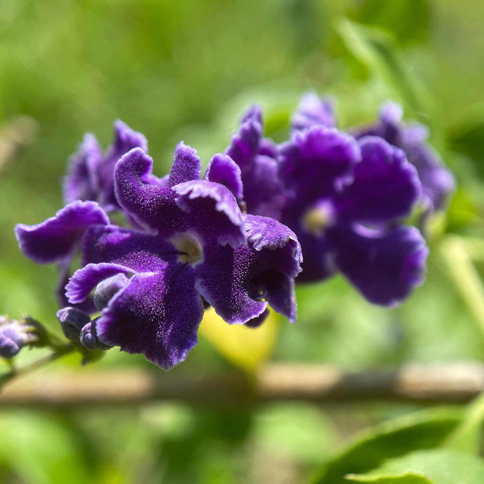 Vanillier de Cayenne - Duranta repens ou erecta - Arbuste de climat ...