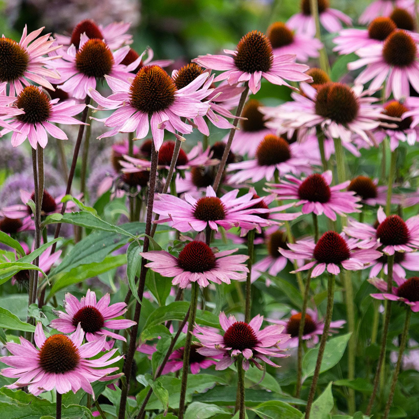 Echinacea purpurea Augustkönigin - Rudbeckia pourpre aux fleurs rose clair