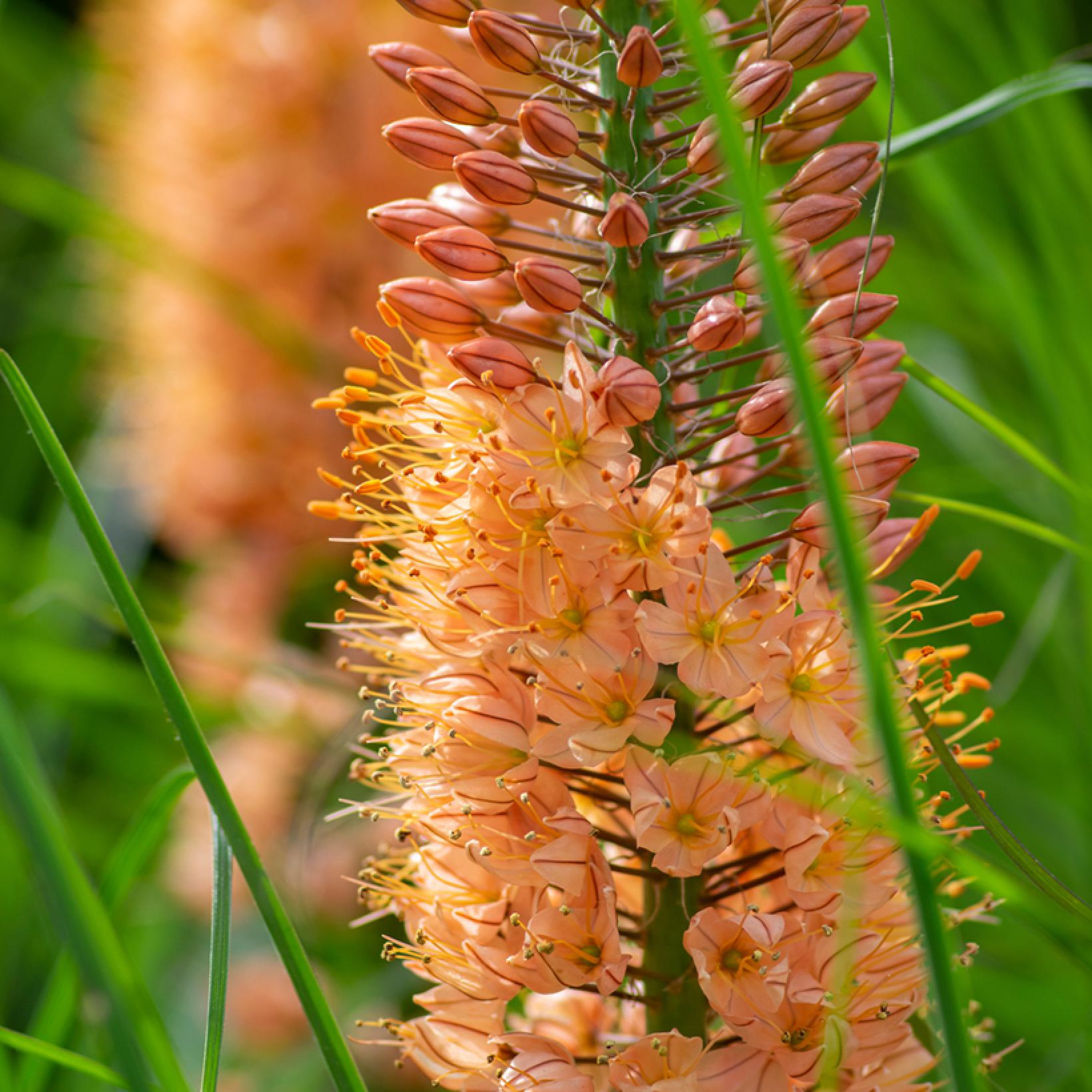 Eremurus Cleopatra Lis des steppes Une bulbeuse à hauts épis de — free download