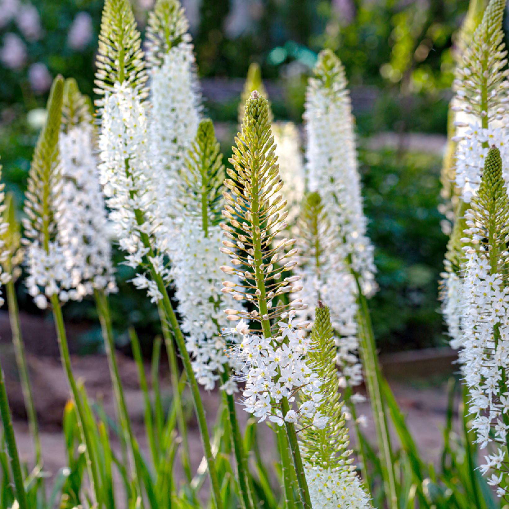 Eremurus himalaicus Lis des steppes à très haus épis de petites — free download