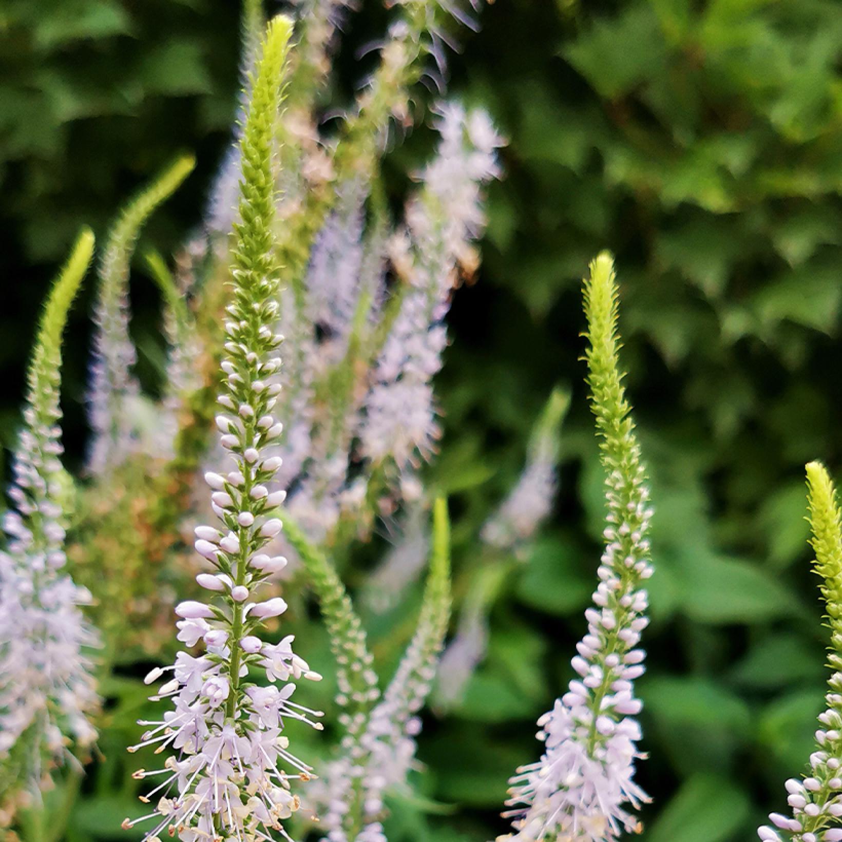 Eremurus himalaicus Lis des steppes à très haus épis de petites — free download