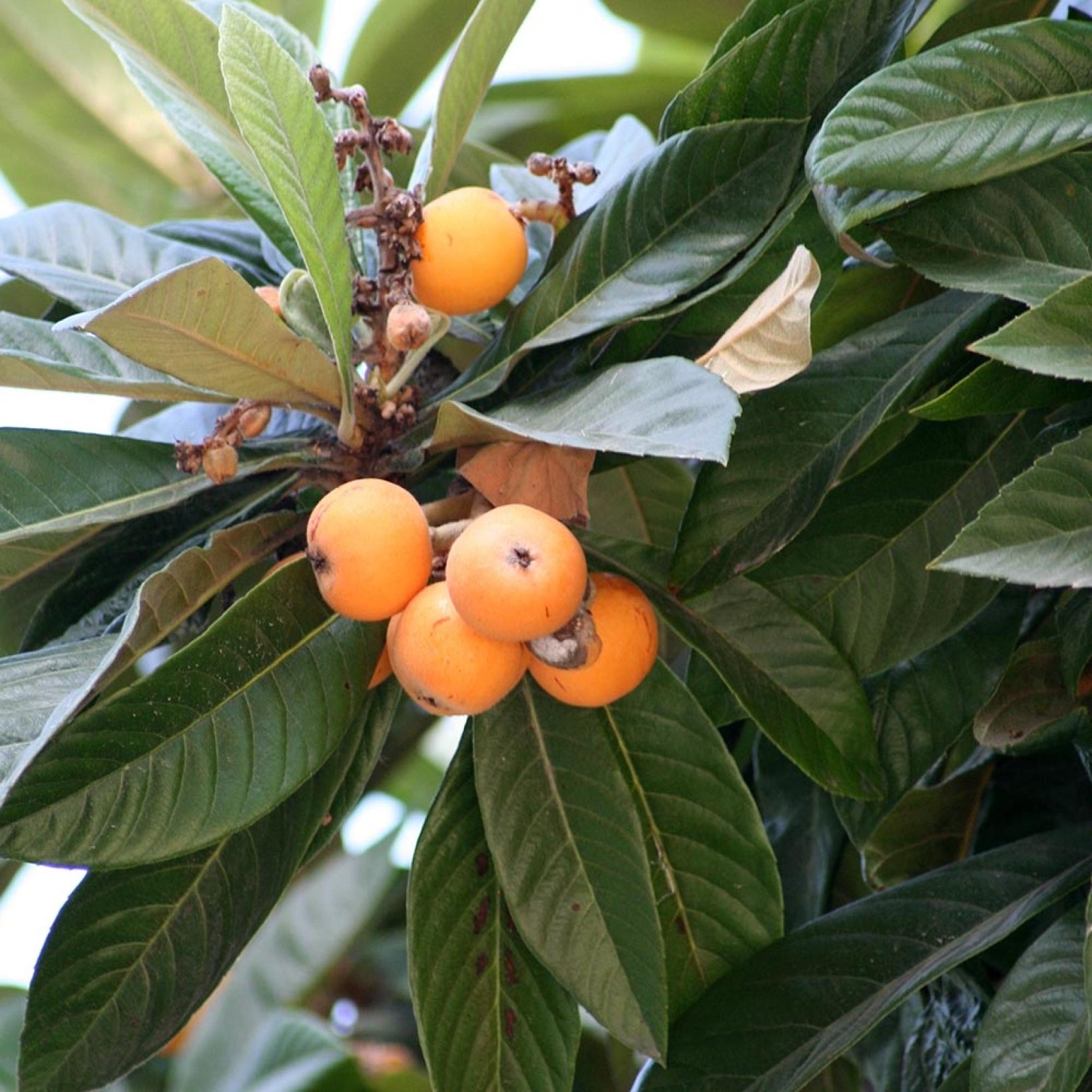 Néflier du Japon Eriobotrya japonica Bibacier Petit arbre — free download