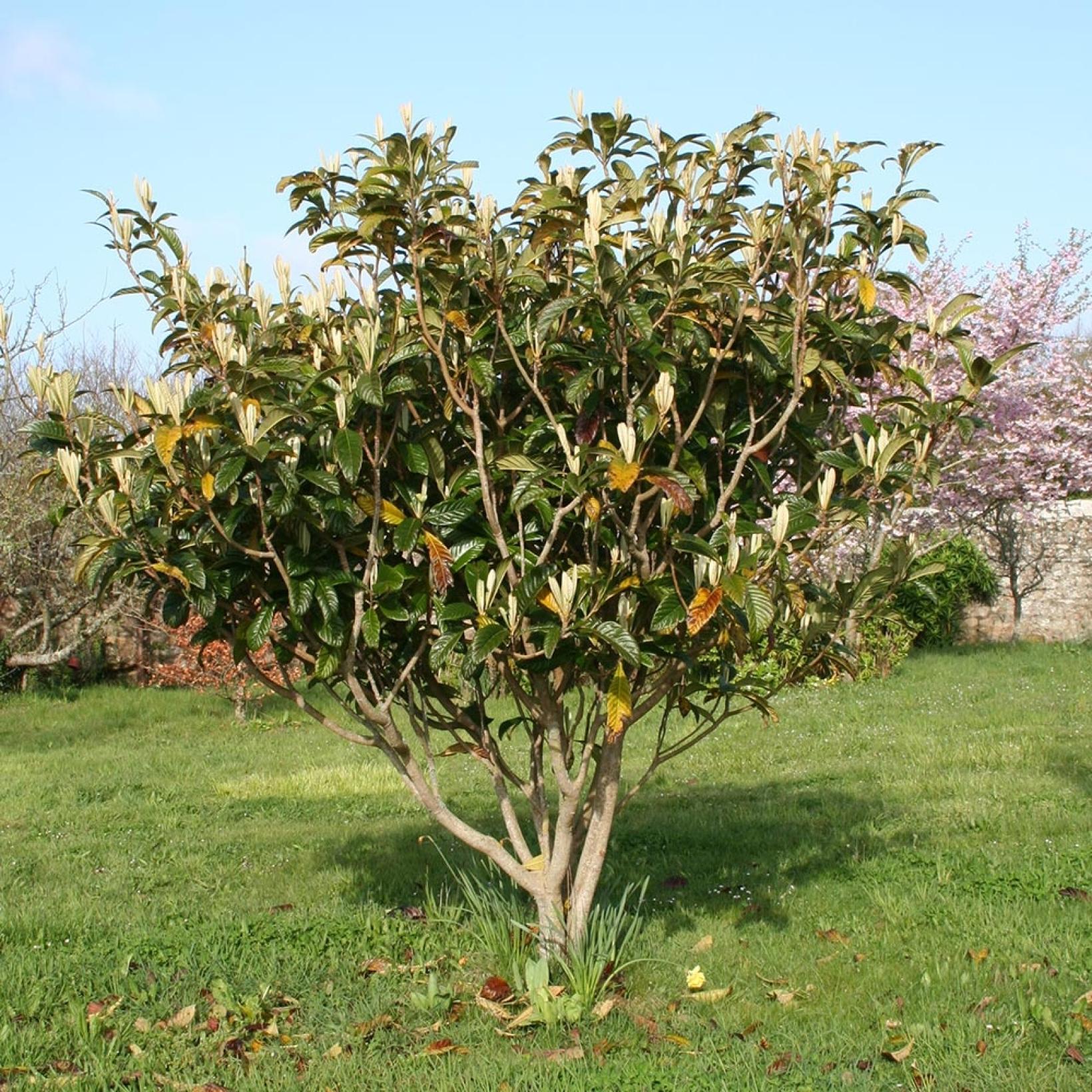 Néflier du Japon Eriobotrya japonica Bibacier Petit arbre — free download