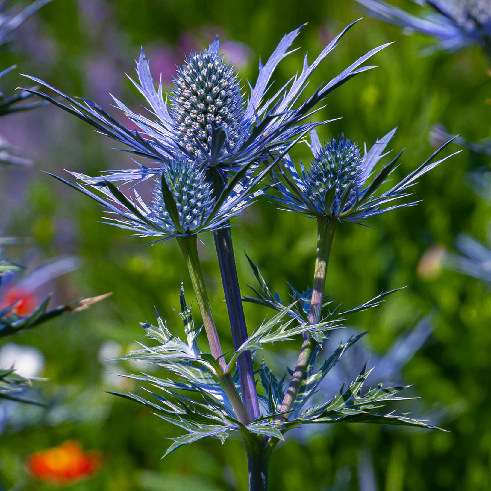 Eryngium Lapis Blue Chardon ou Panicaut maritime bleu violacé à