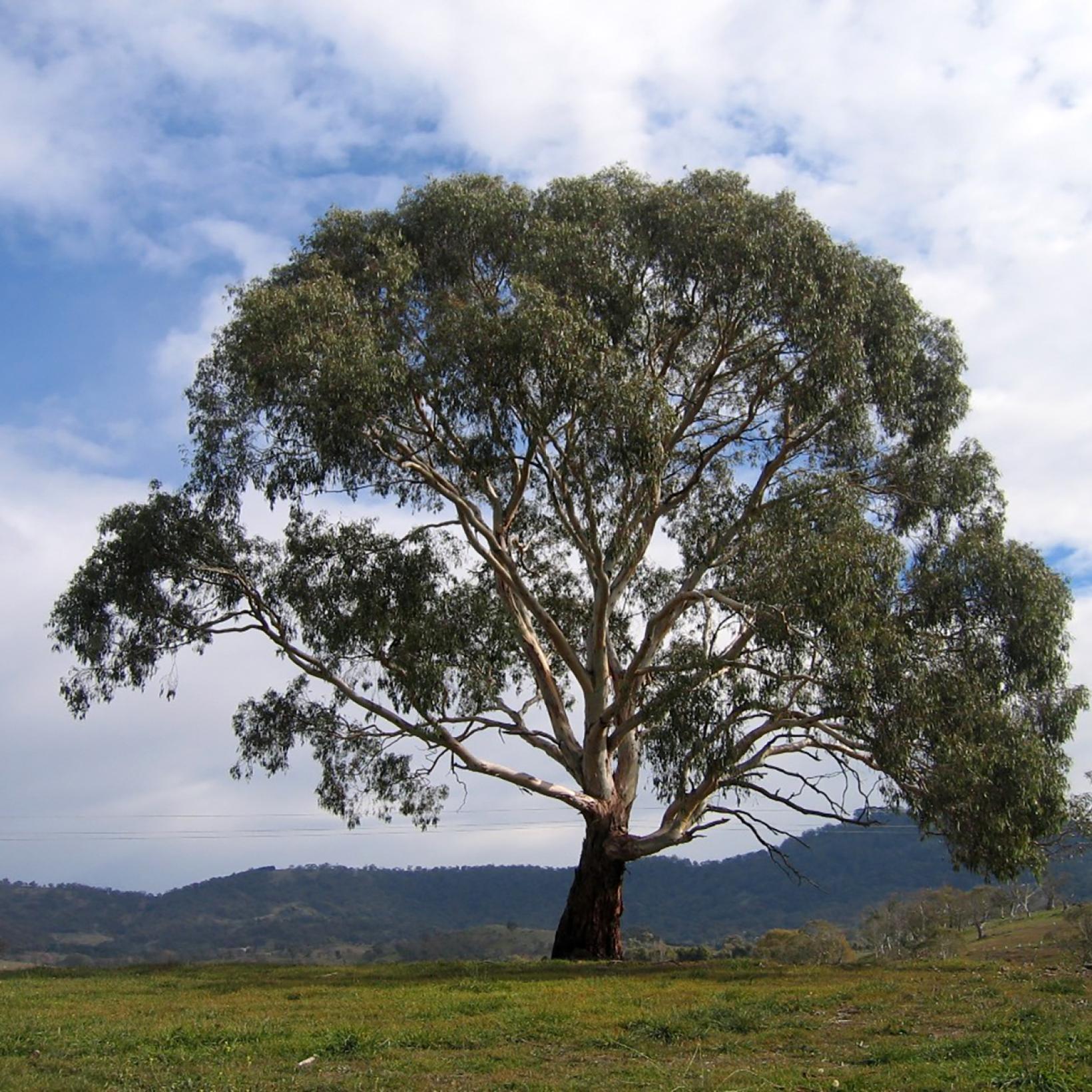 Rubida Eucalyptus rubida - Bel Eucalyptus rustique à port arrondi et écorce ...