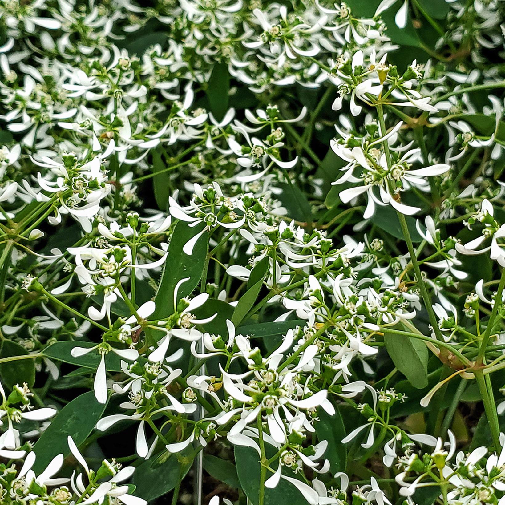 Euphorbe Diamond Frost - Chamaesyce hypericifolia annuelle offrant une