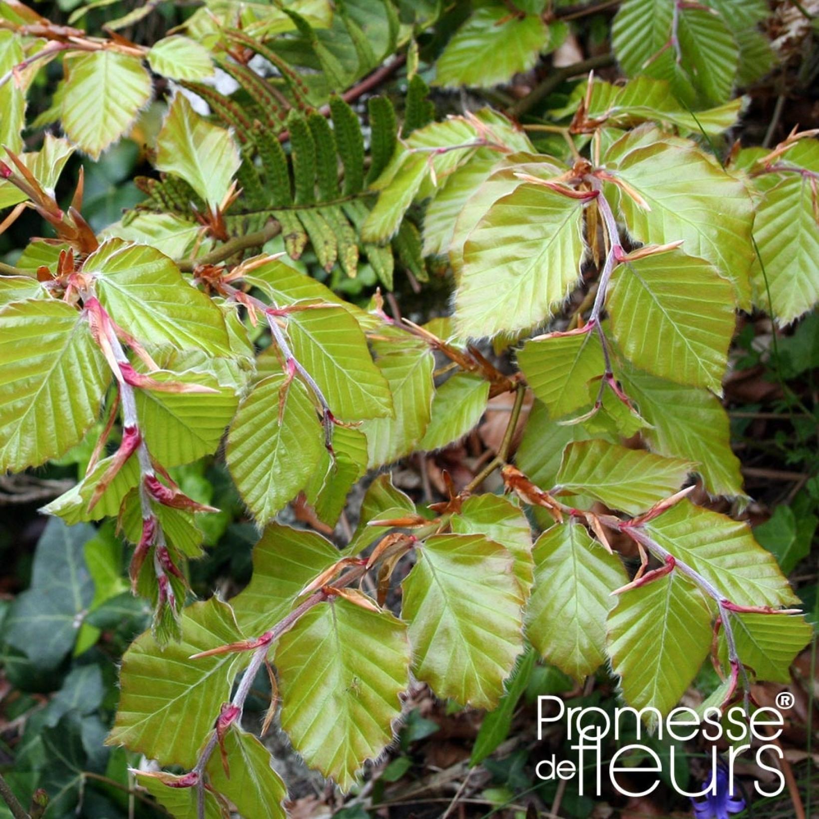 Fagus Sylvatica - Hêtre Commun Tige 10-12 Cm Hauteur 300 Cm Racines Nues